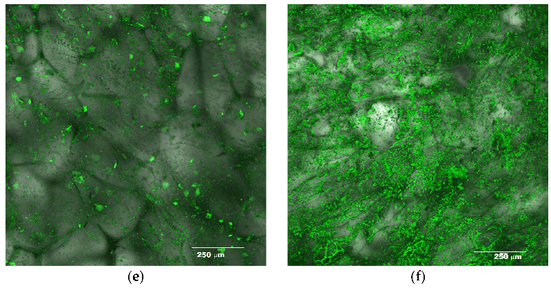 Fermentation 08 00659 g001b 550