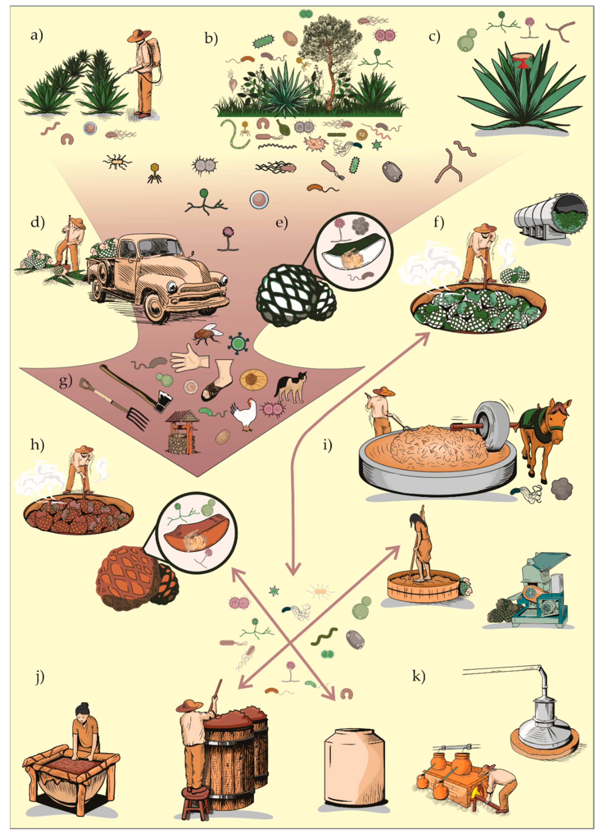 Fermentation 08 00662 g001