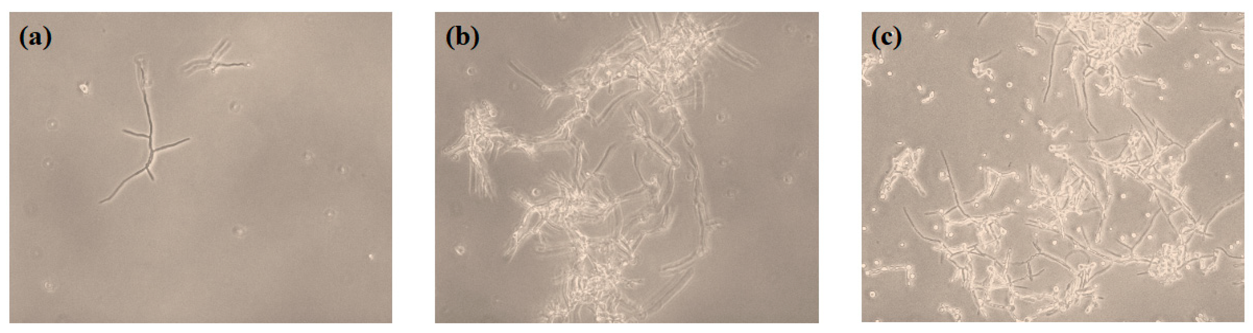 Fermentation 08 00670 g005
