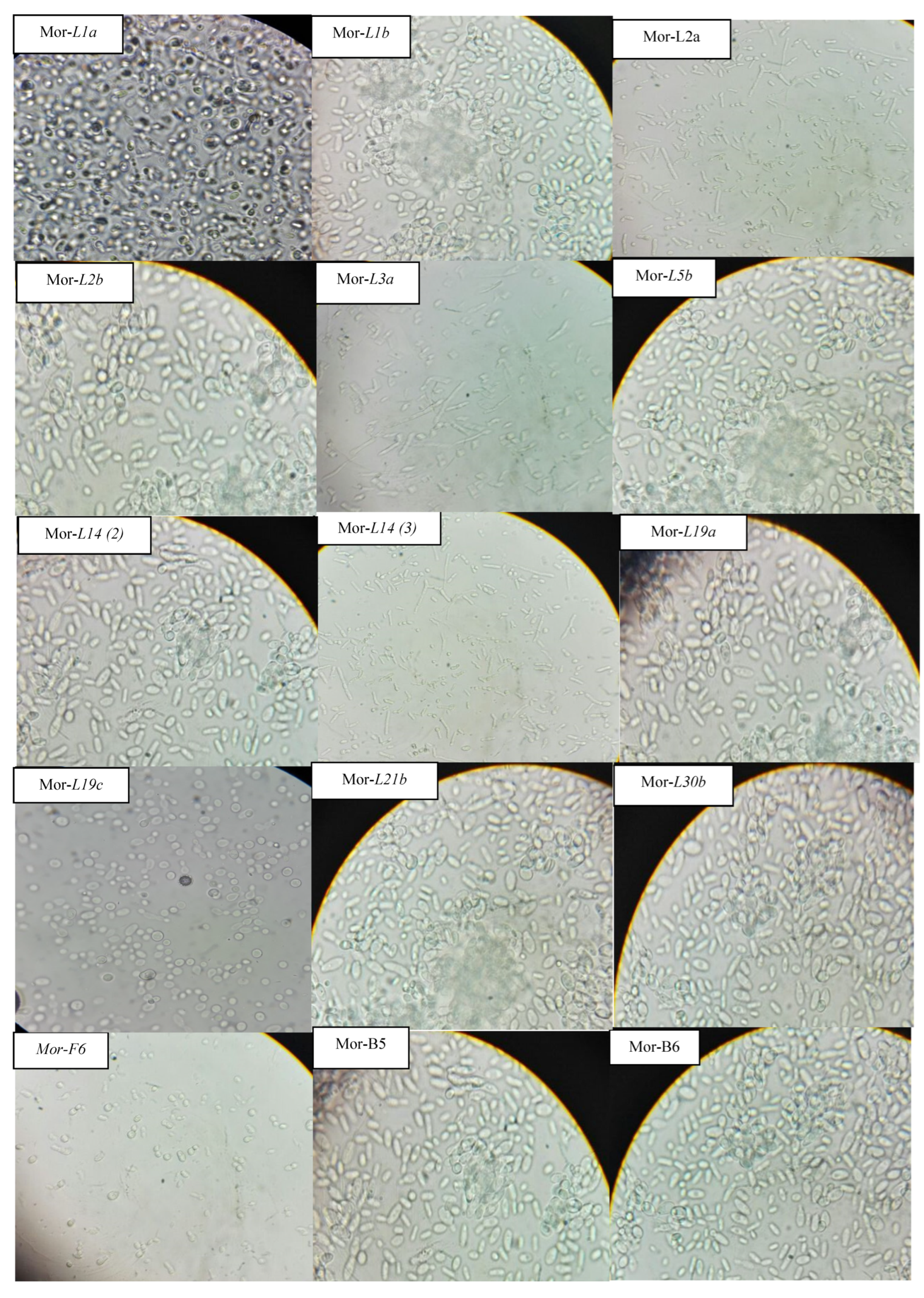 Fermentation 08 00692 g007a Fermentation 08 00692 g007a