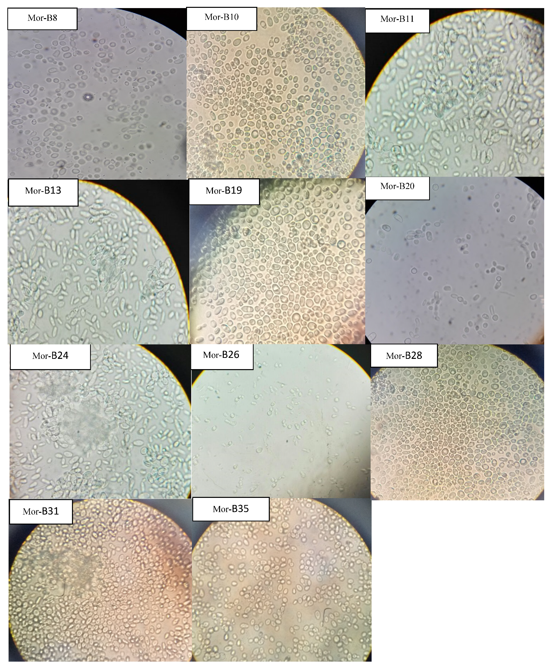 Fermentation 08 00692 g007b Fermentation 08 00692 g007b
