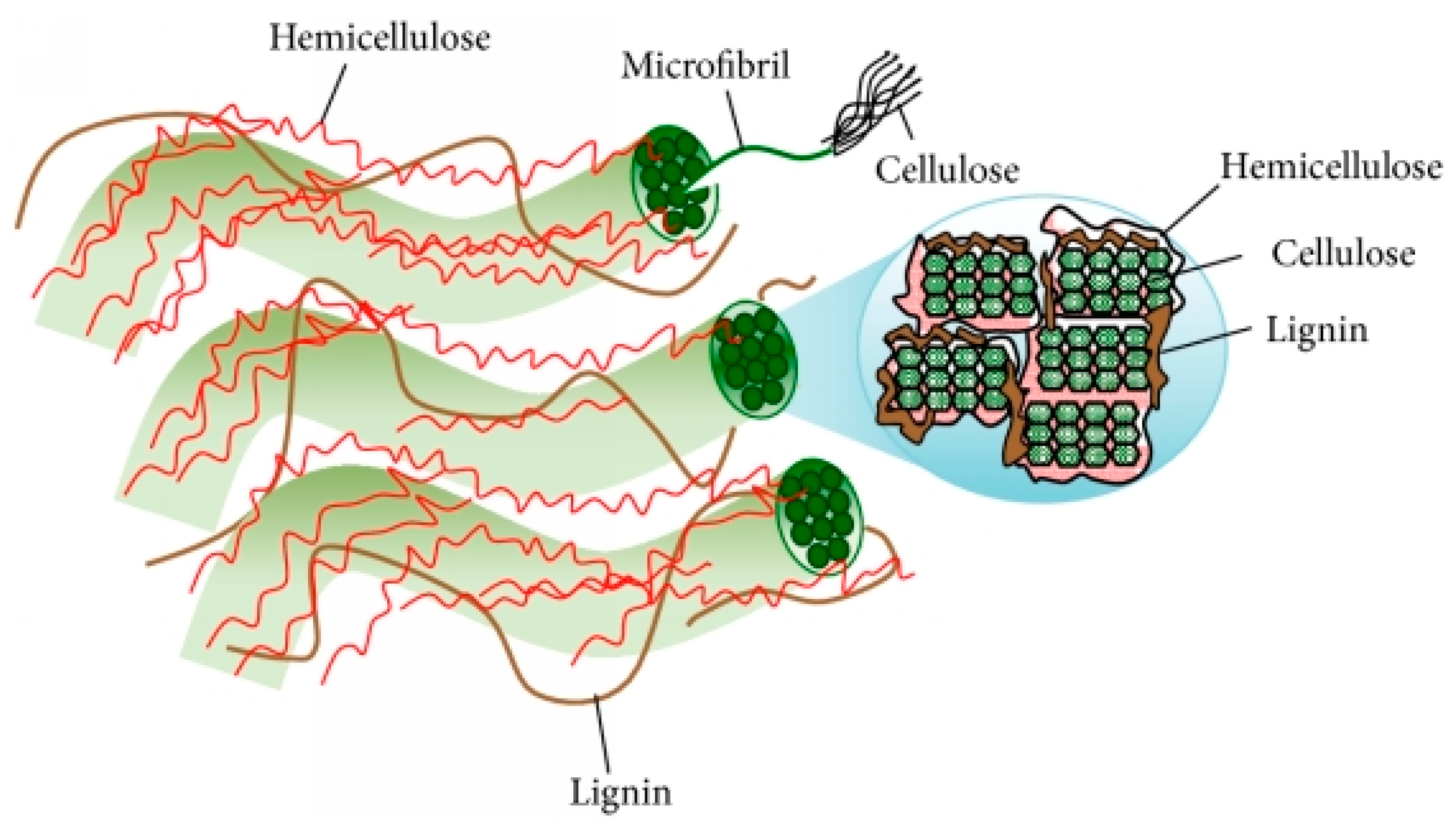 Fermentation 08 00705 g001