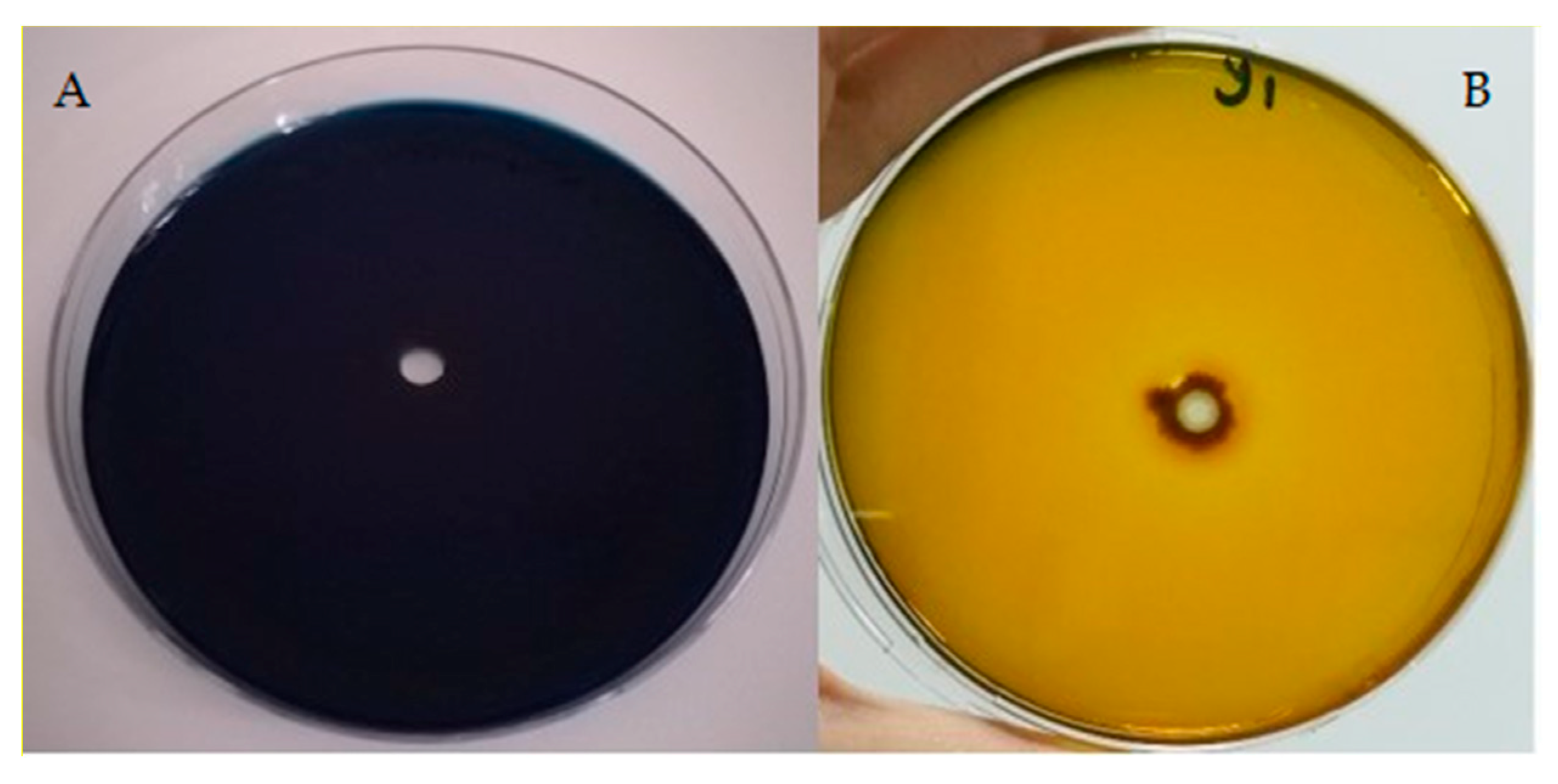 Fermentation 08 00731 g001