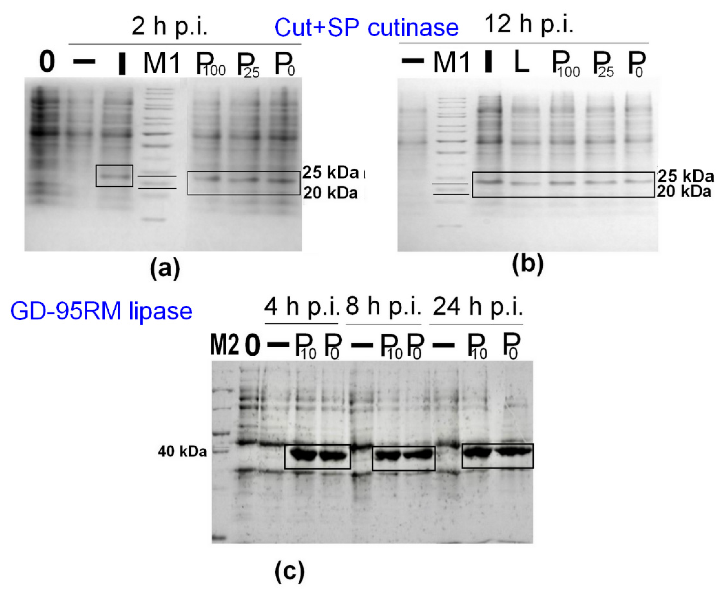 Fermentation 09 00027 g003