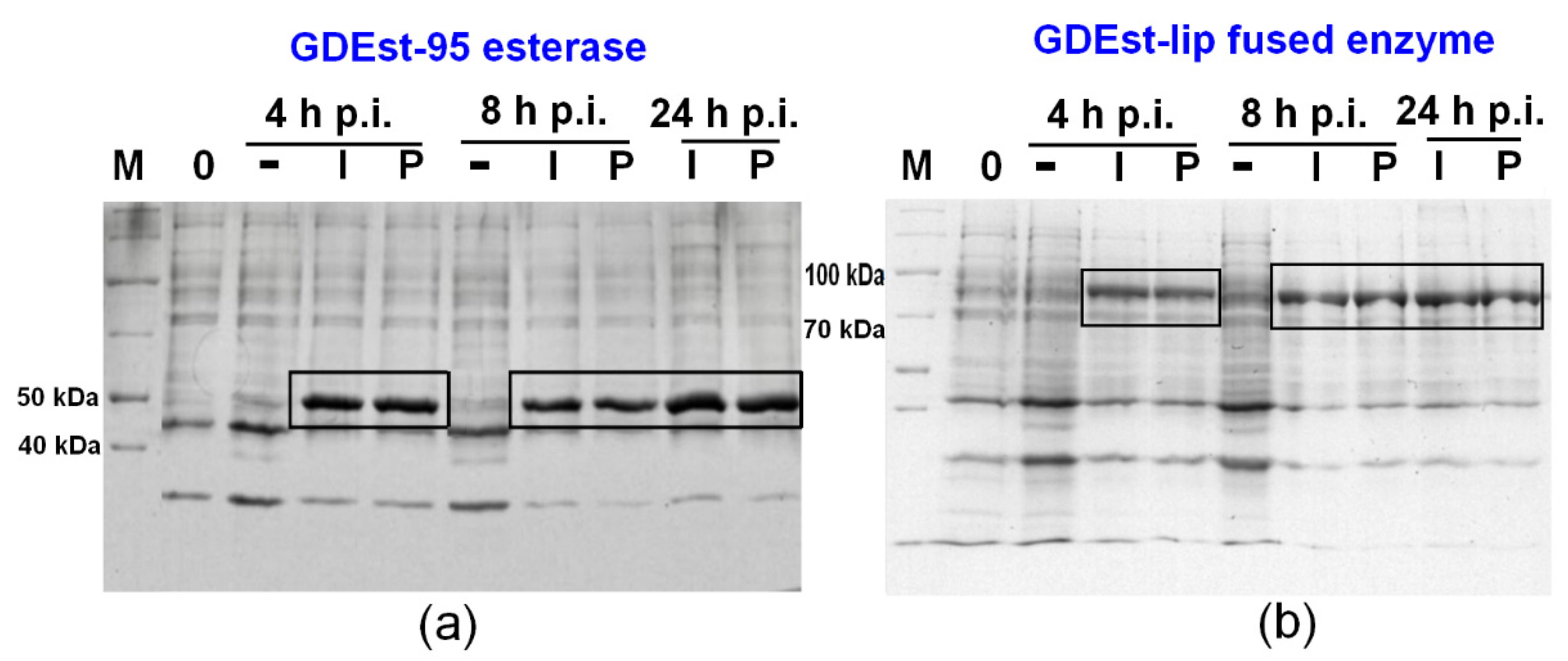 Fermentation 09 00027 g004