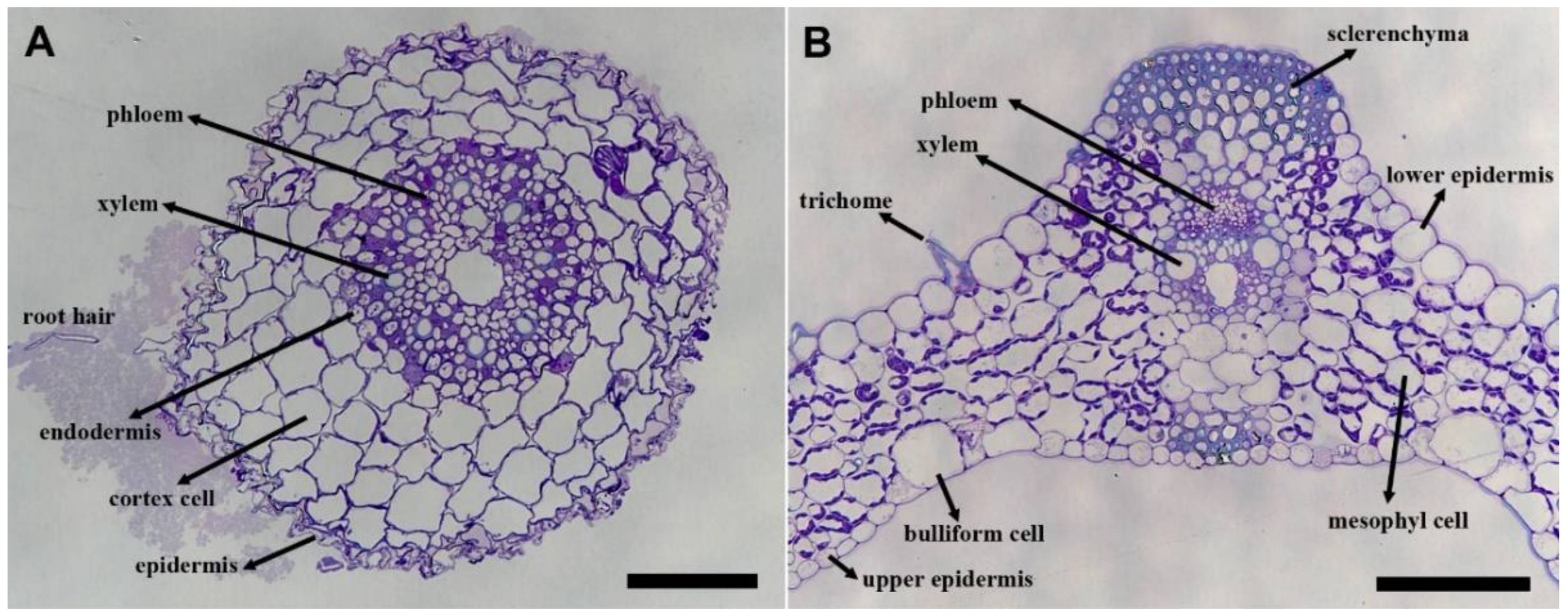 Fermentation 09 00052 g001