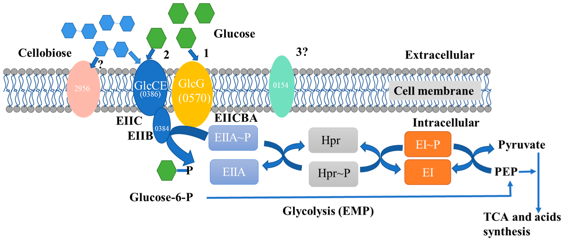 Fermentation 09 00064 g006