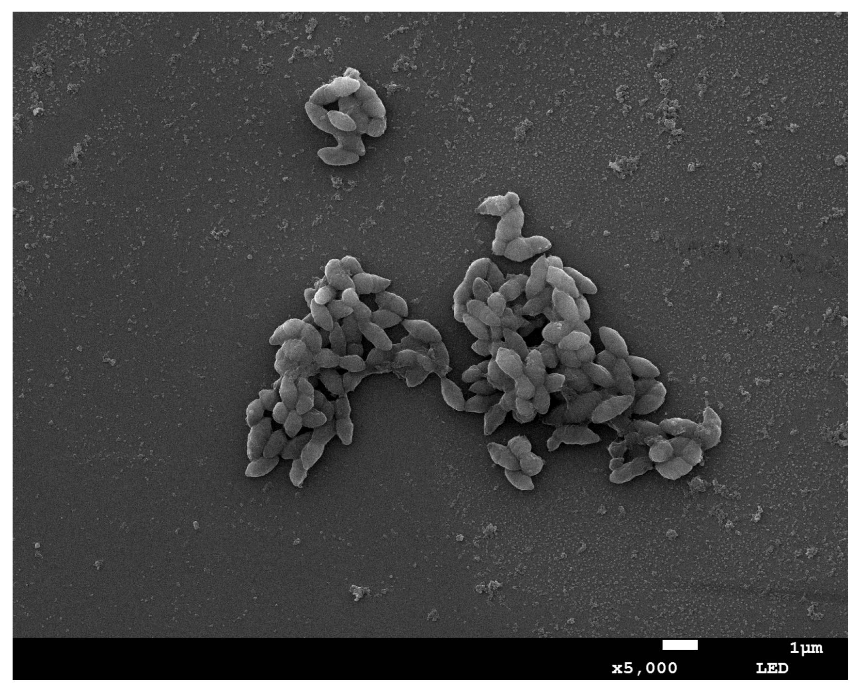 Fermentation 09 00085 g001