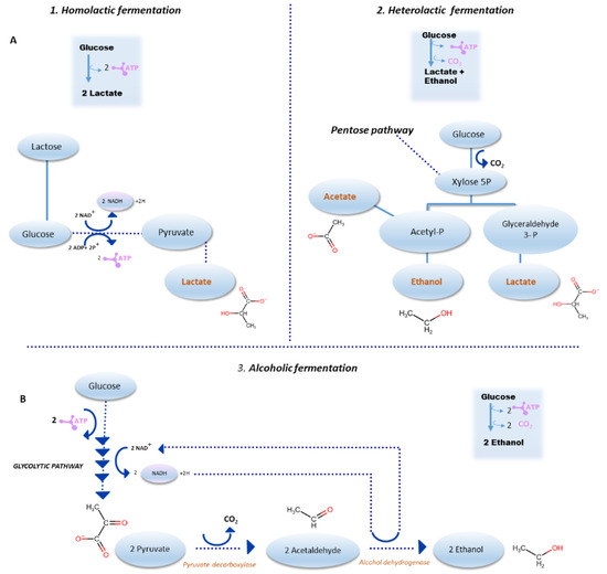 Fermentation | Free Full-Text | Probiotics in the Sourdough Bread ...