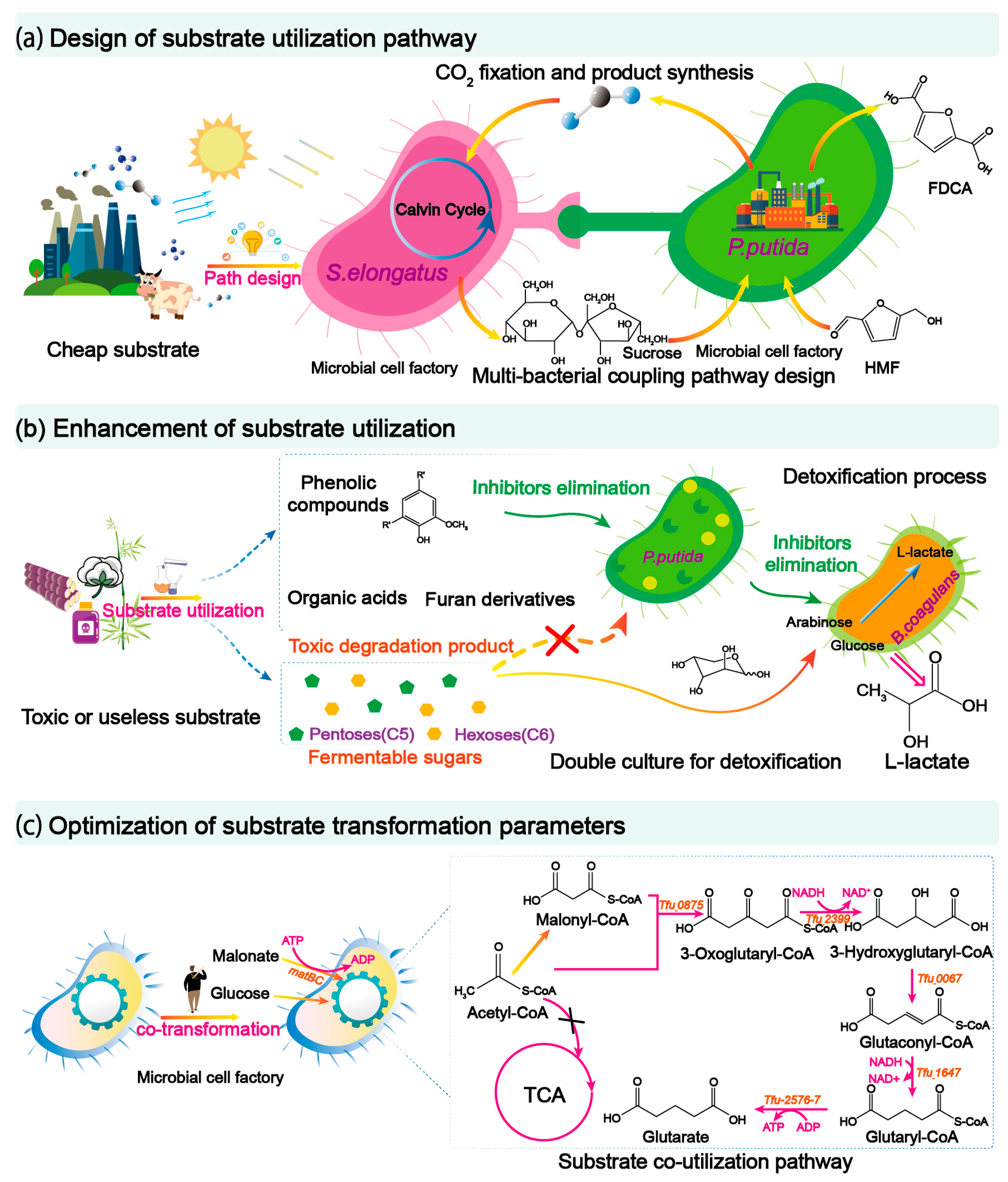 Fermentation 09 00137 g002