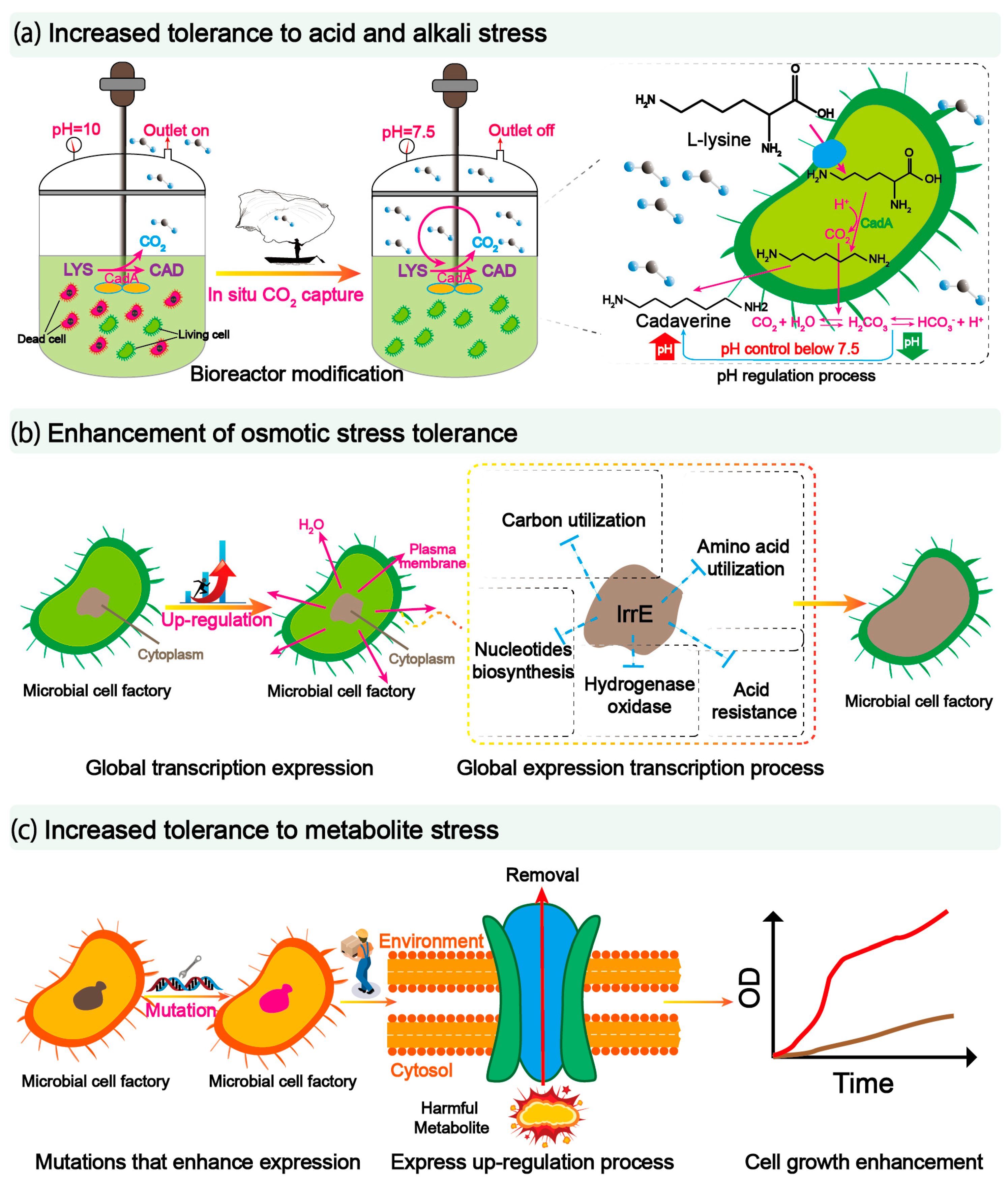 Fermentation 09 00137 g004