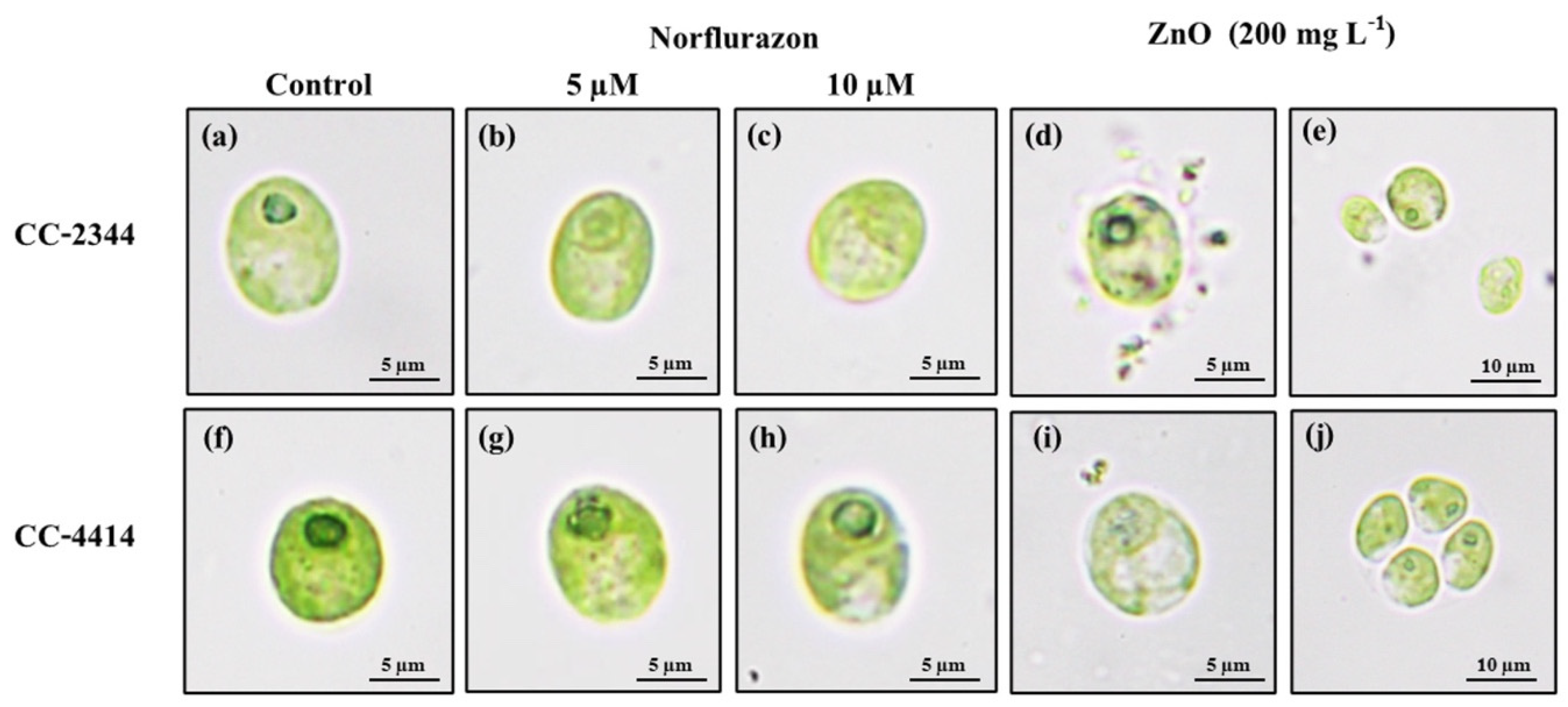 Fermentation 09 00193 g005 Fermentation 09 00193 g005