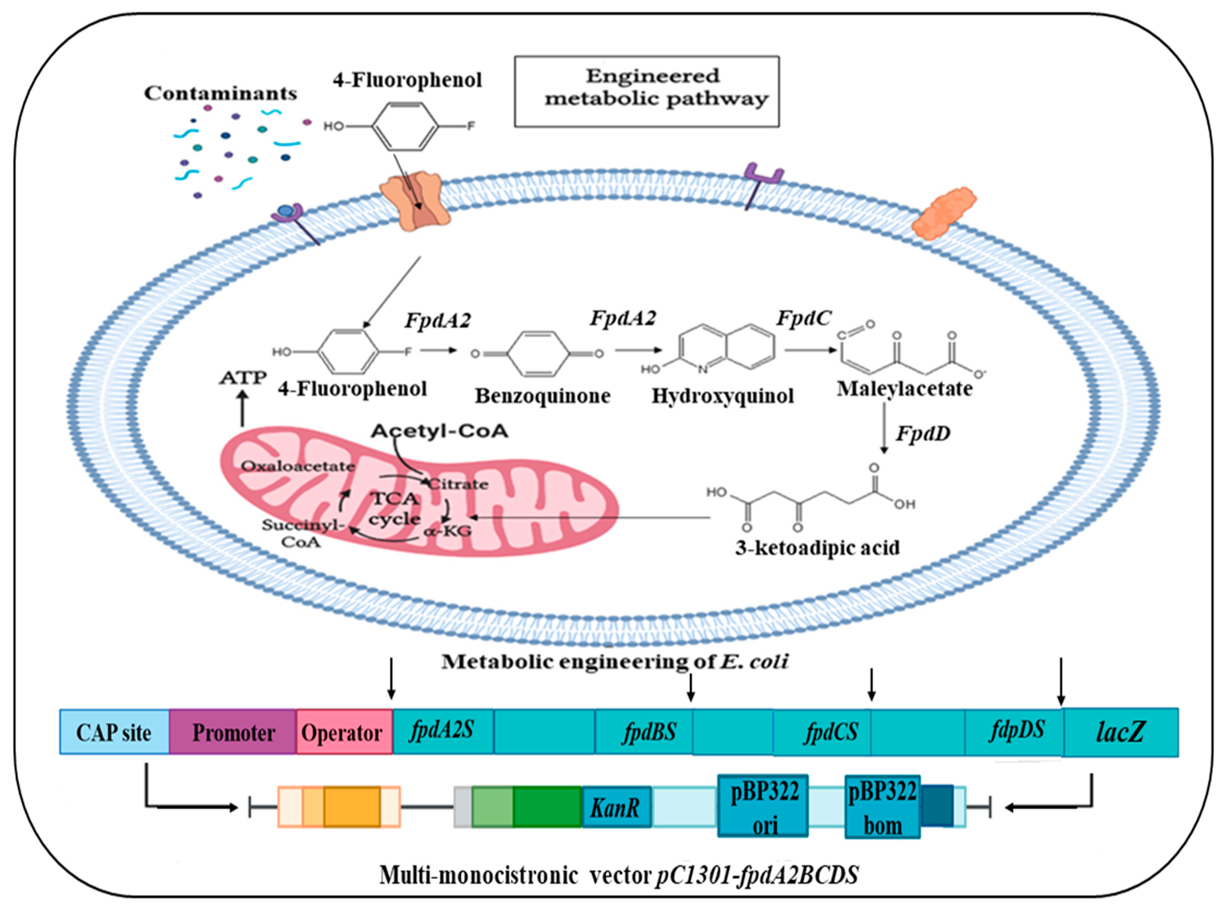 Fermentation 09 00196 g005