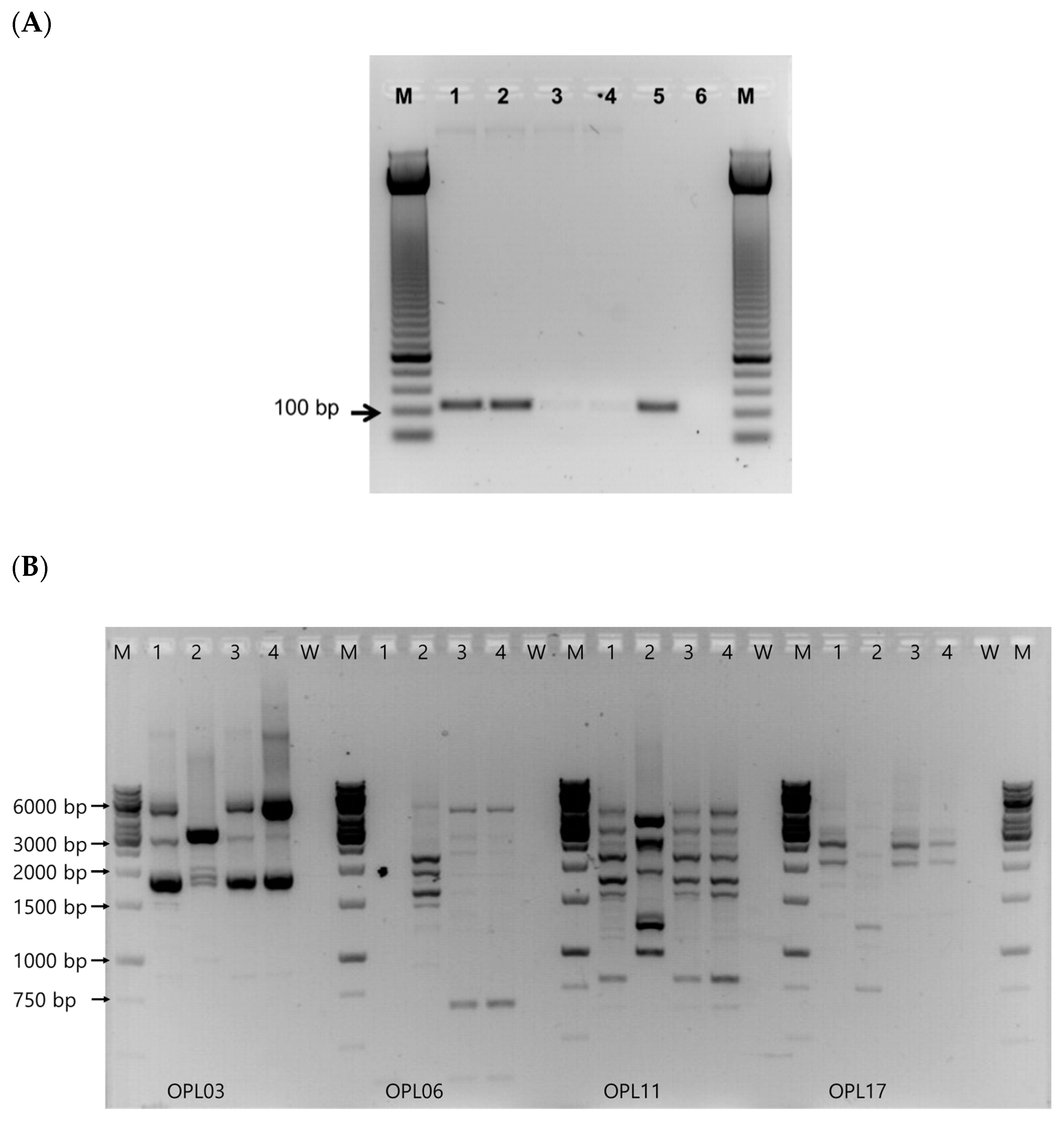 Fermentation 09 00226 g001 Fermentation 09 00226 g001