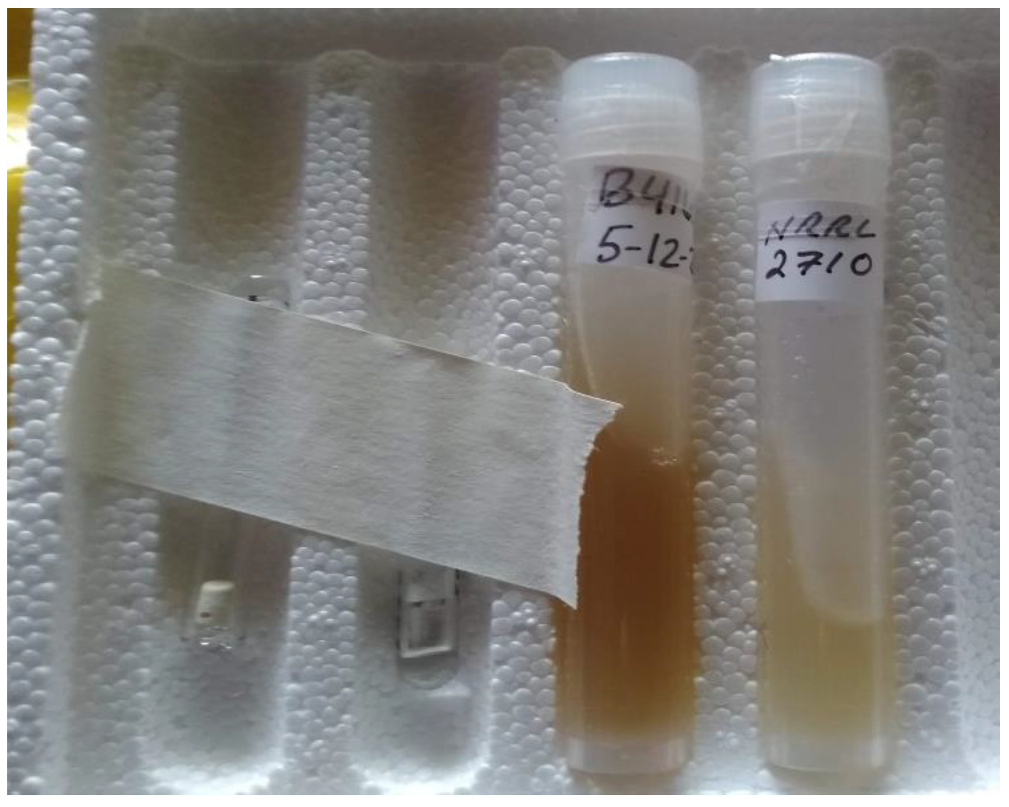 Fermentation 09 00250 g001