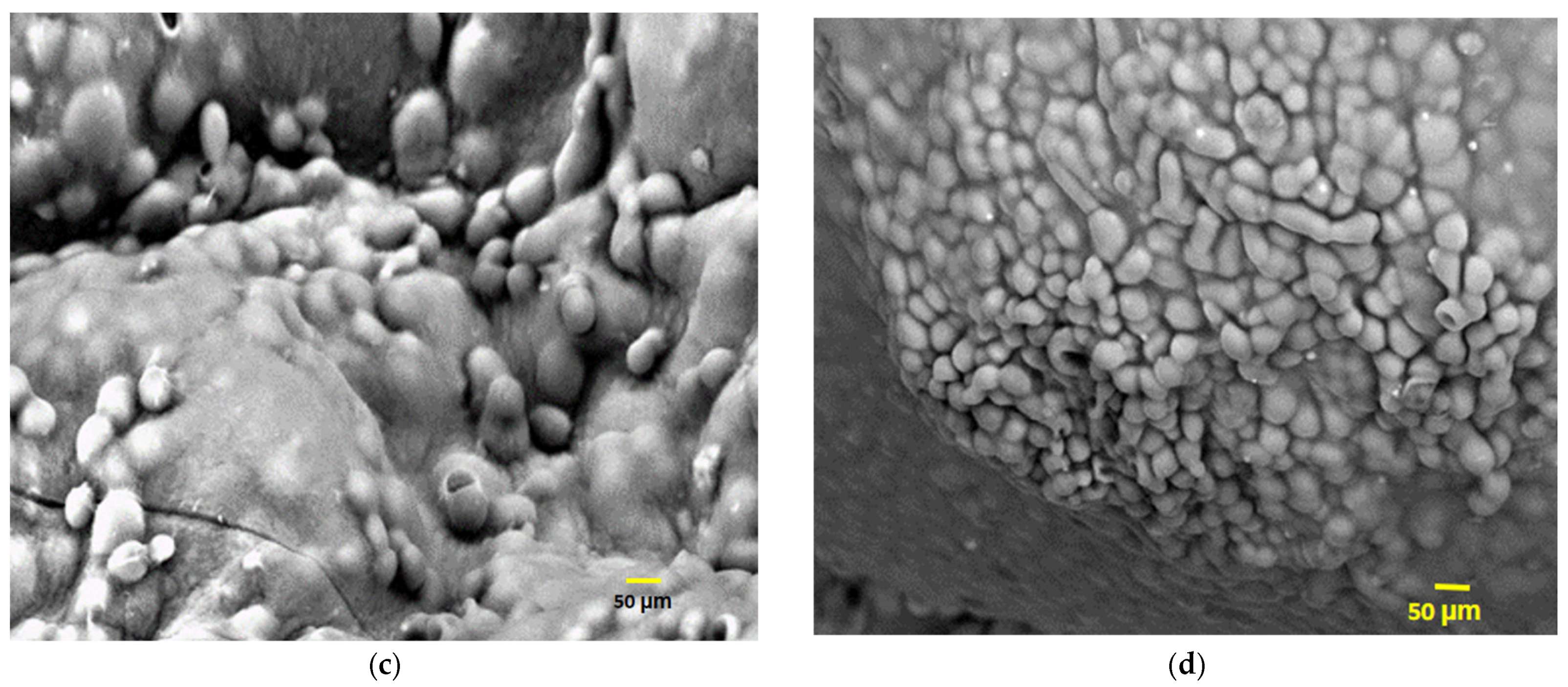 Fermentation 09 00272 g003b