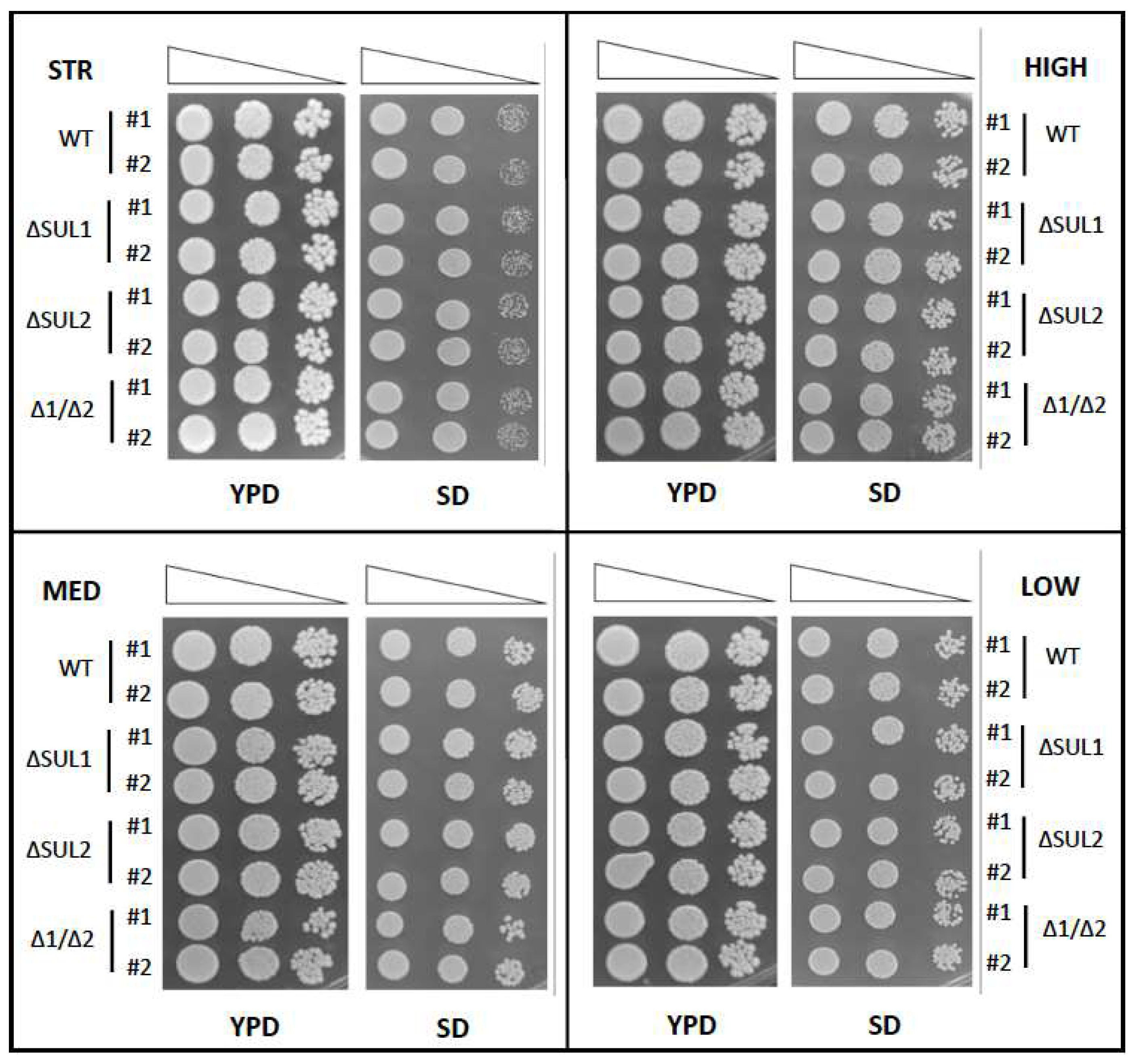 Fermentation 09 00280 g001 Fermentation 09 00280 g001