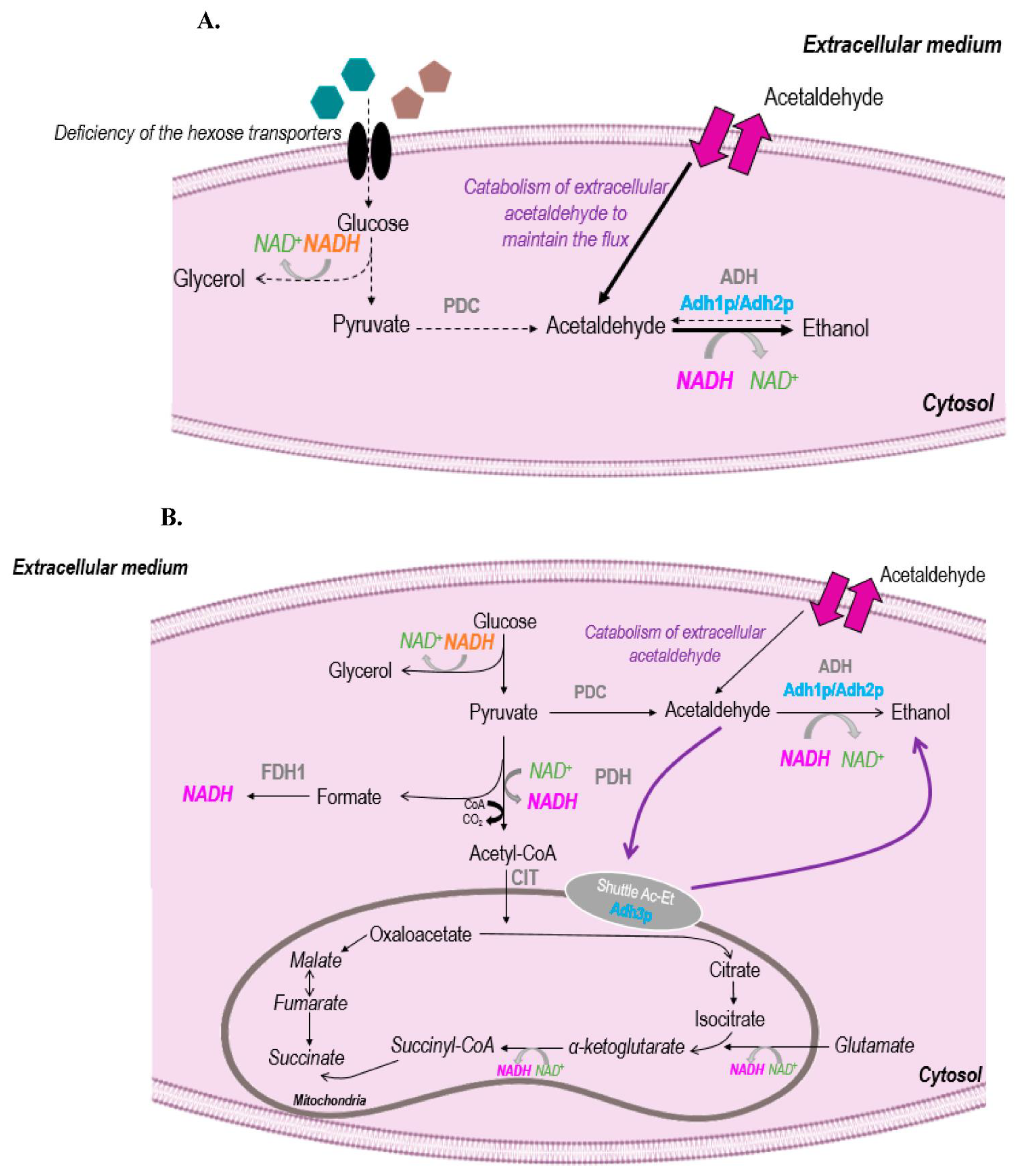 Fermentation 09 00299 g005