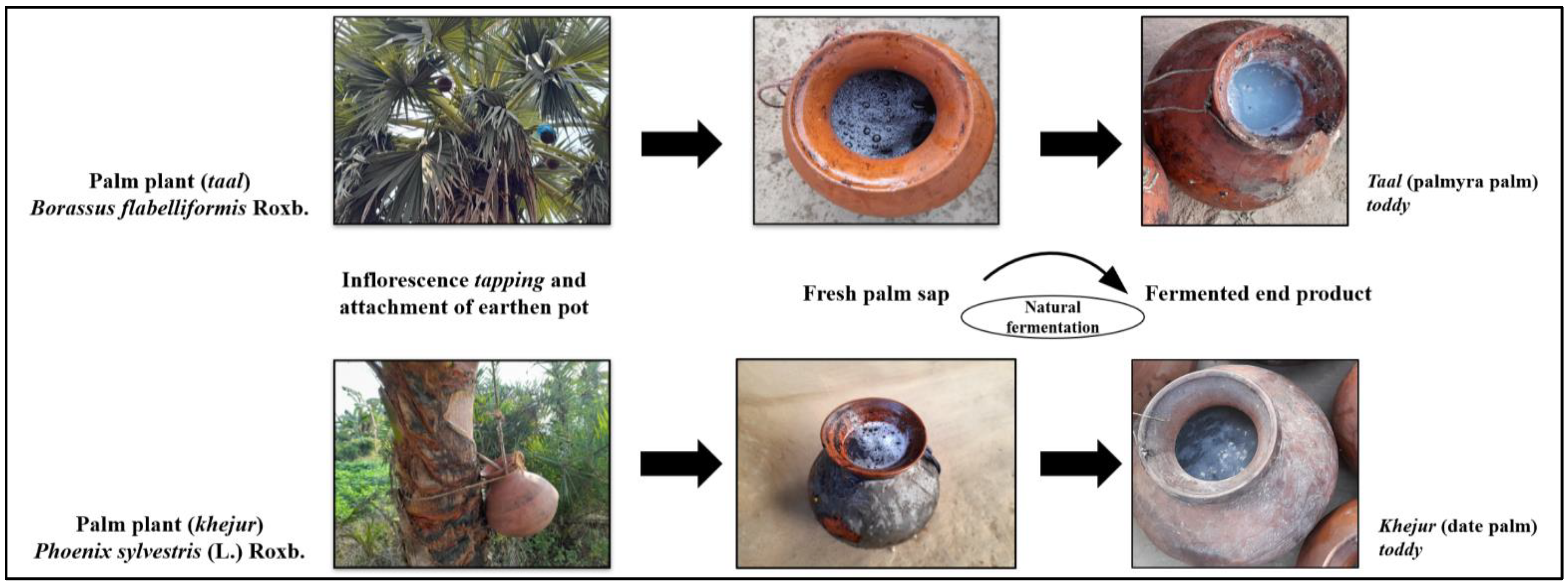 Fermentation 09 00301 g001