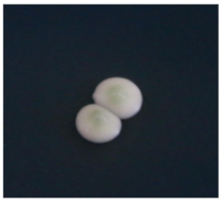 Fermentation 09 00303 i001