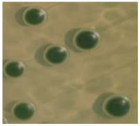 Fermentation 09 00303 i002