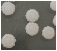 Fermentation 09 00303 i003