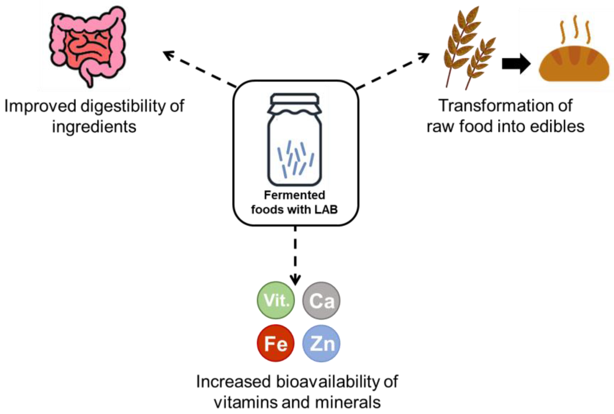 Fermentation Free FullText Lactic Acid Bacteria in the Production
