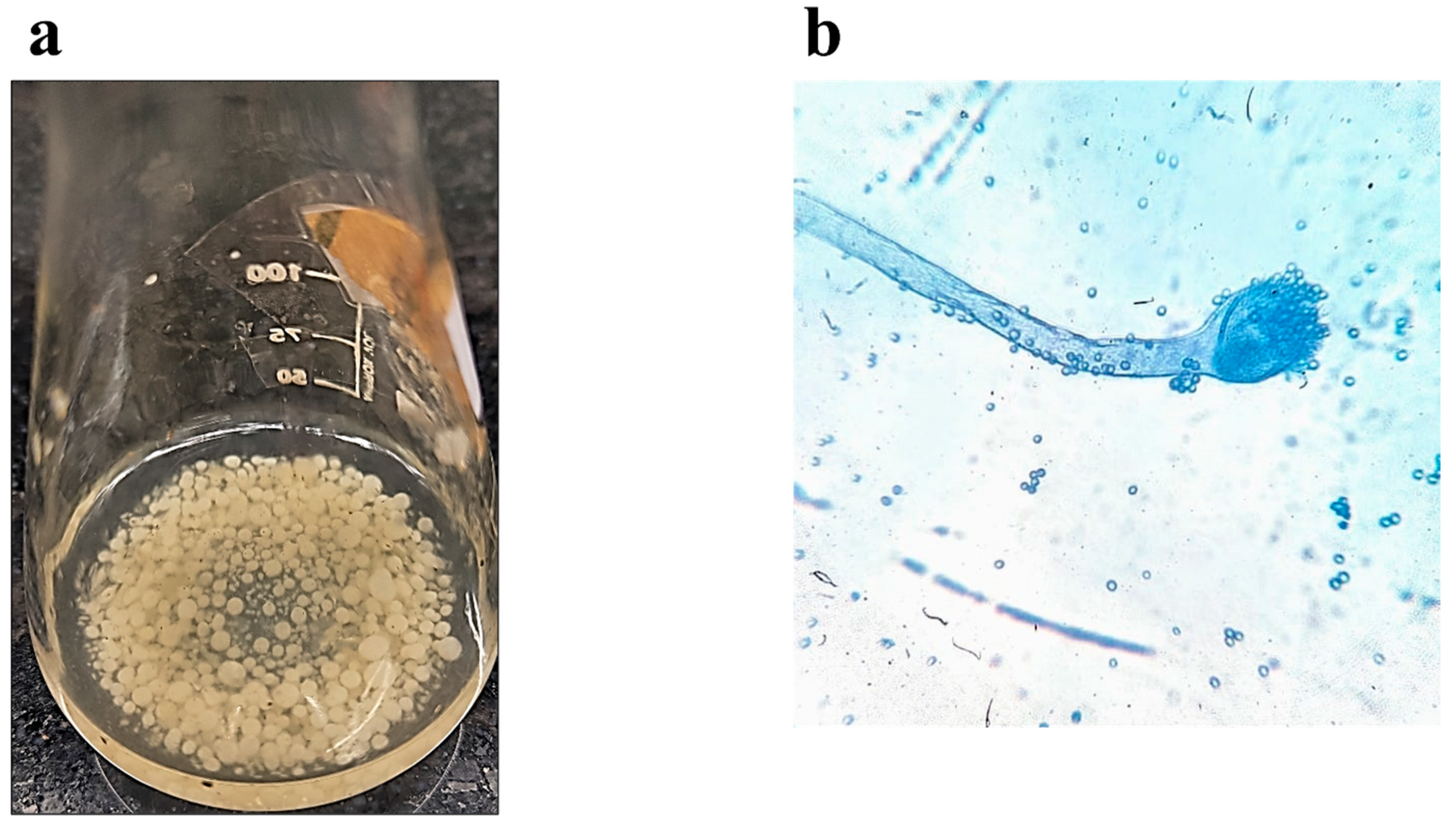 Fermentation 09 00318 g002 Fermentation 09 00318 g002