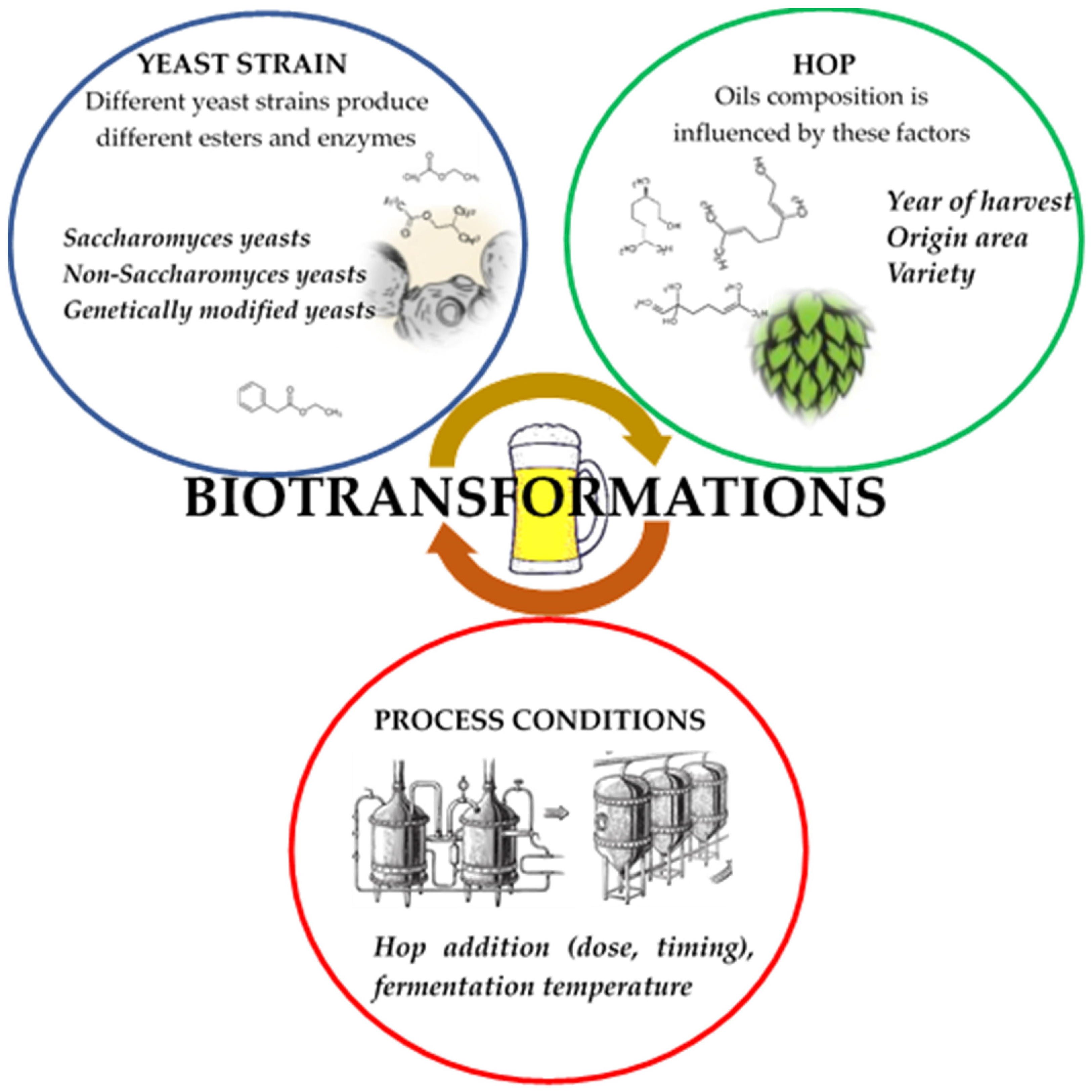 Bioethanol Yeast And Enzyme Strains For Sscf Commericially Availible Fermentation | Free Full-Text | Biotransformations Performed by Yeasts