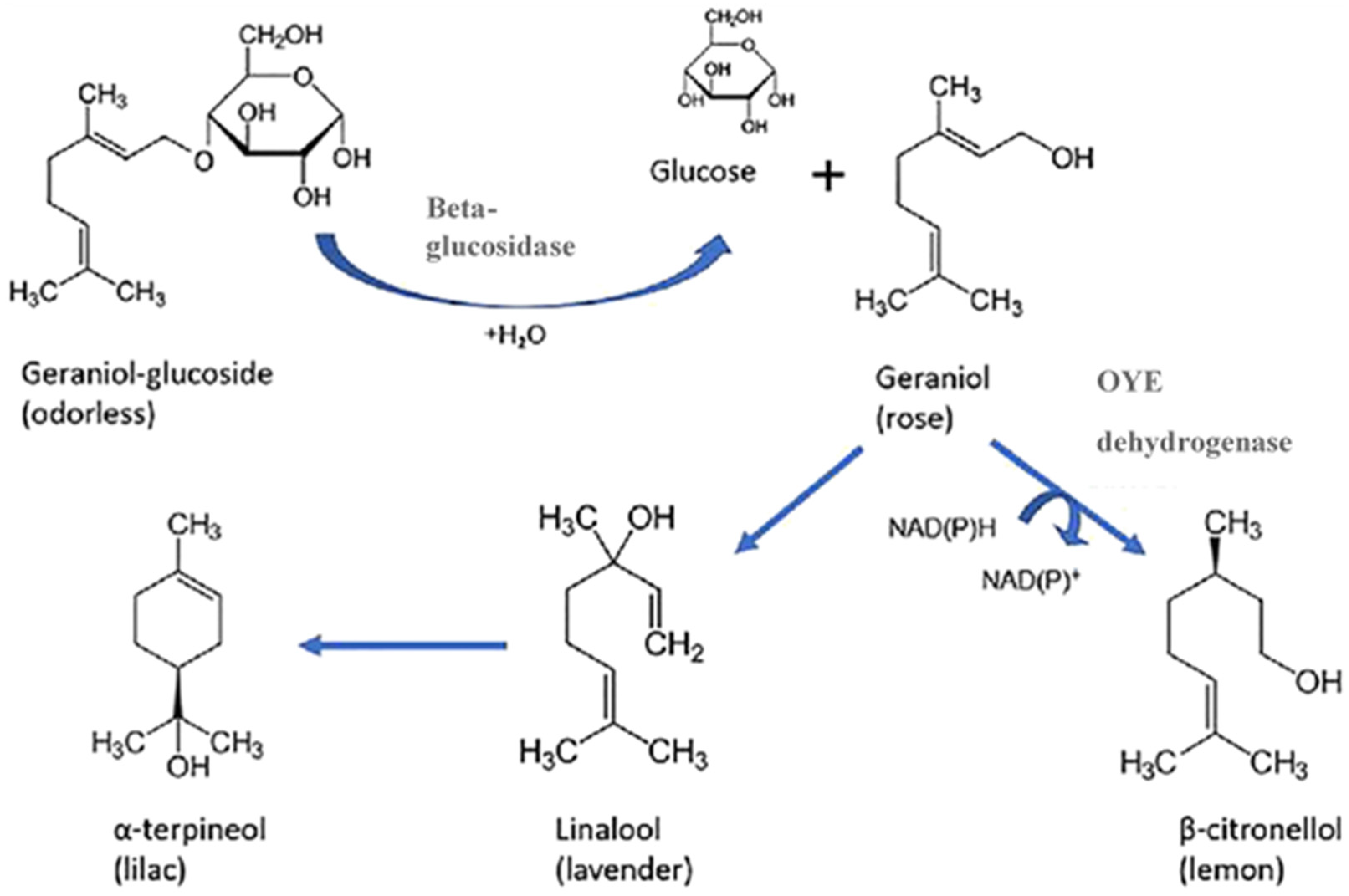 Fermentation 09 00327 g002