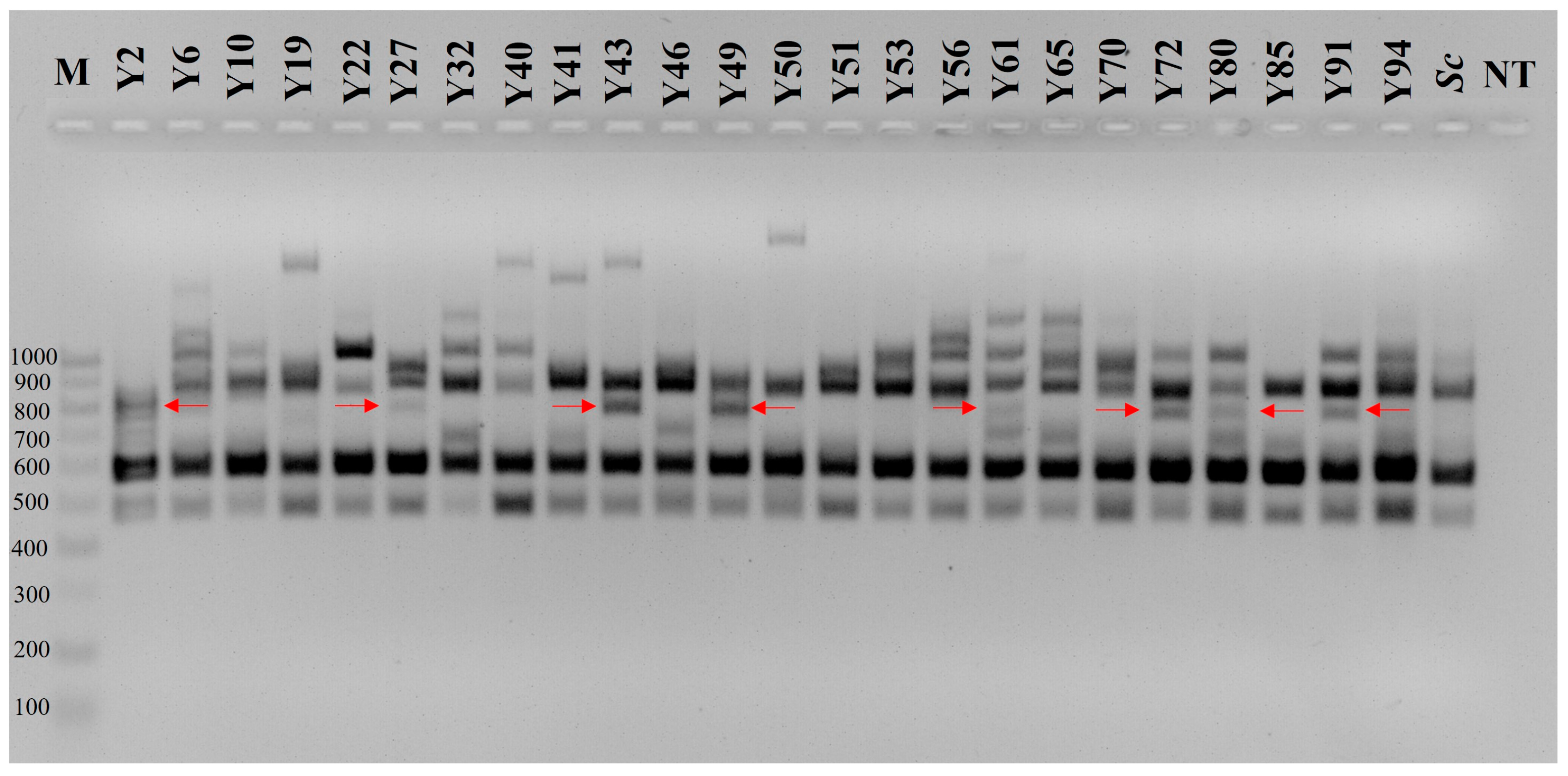 Fermentation 09 00329 g008 Fermentation 09 00329 g008