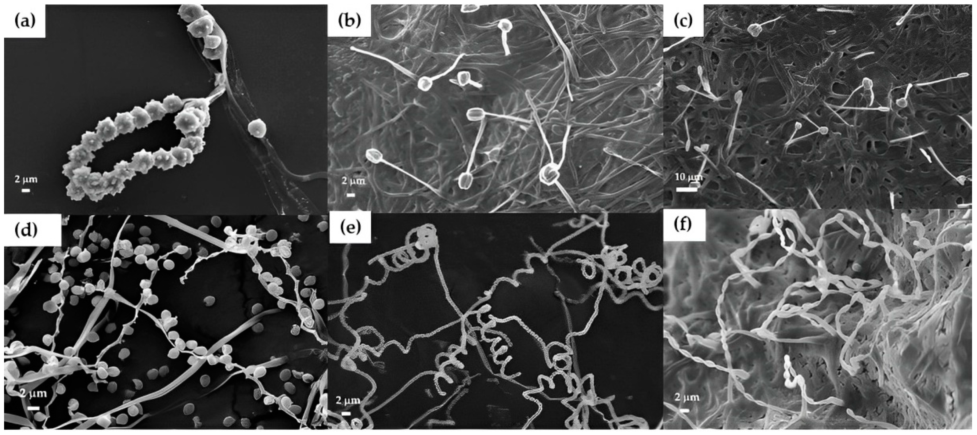 Fermentation 09 00334 g006