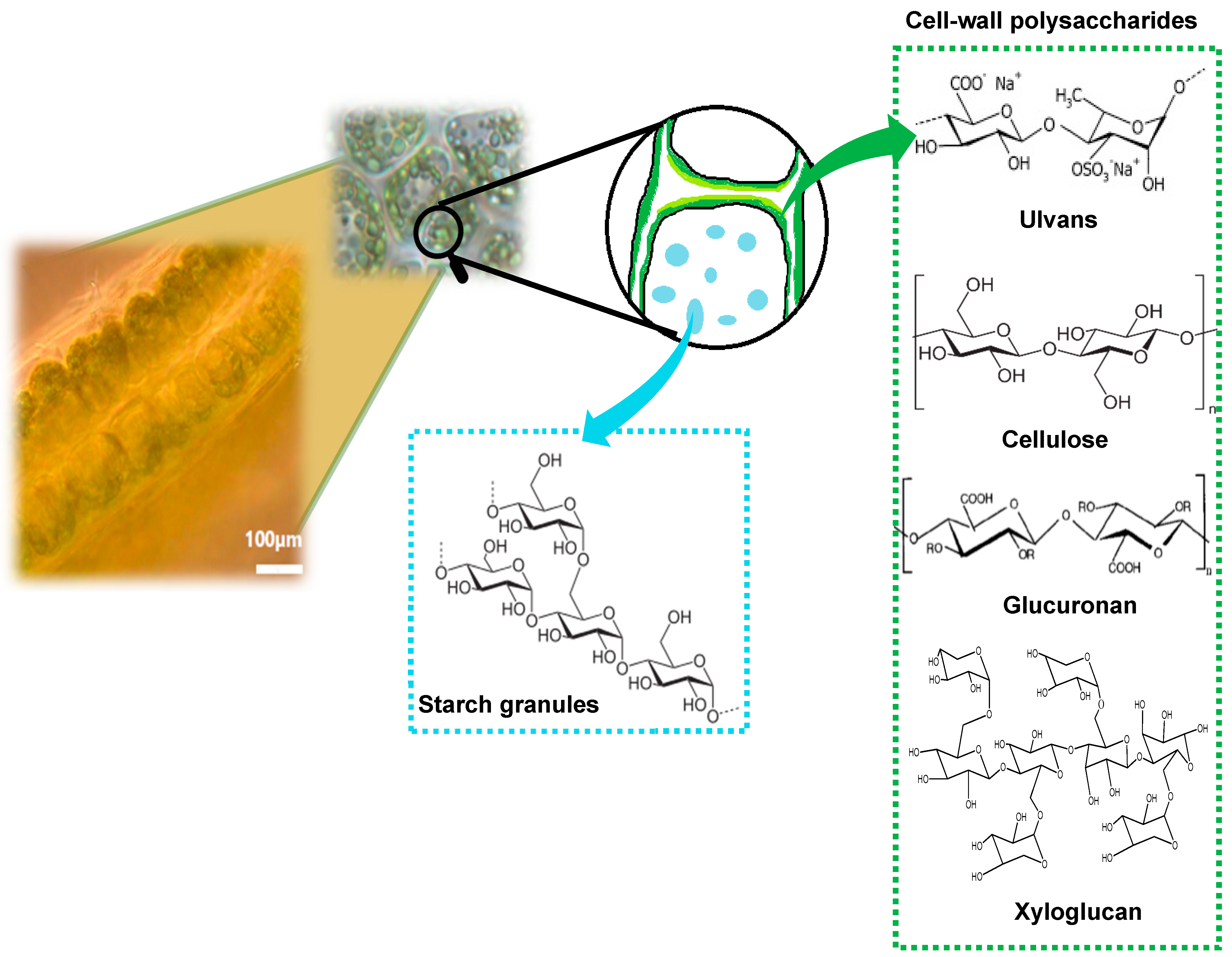 Fermentation 09 00340 g001