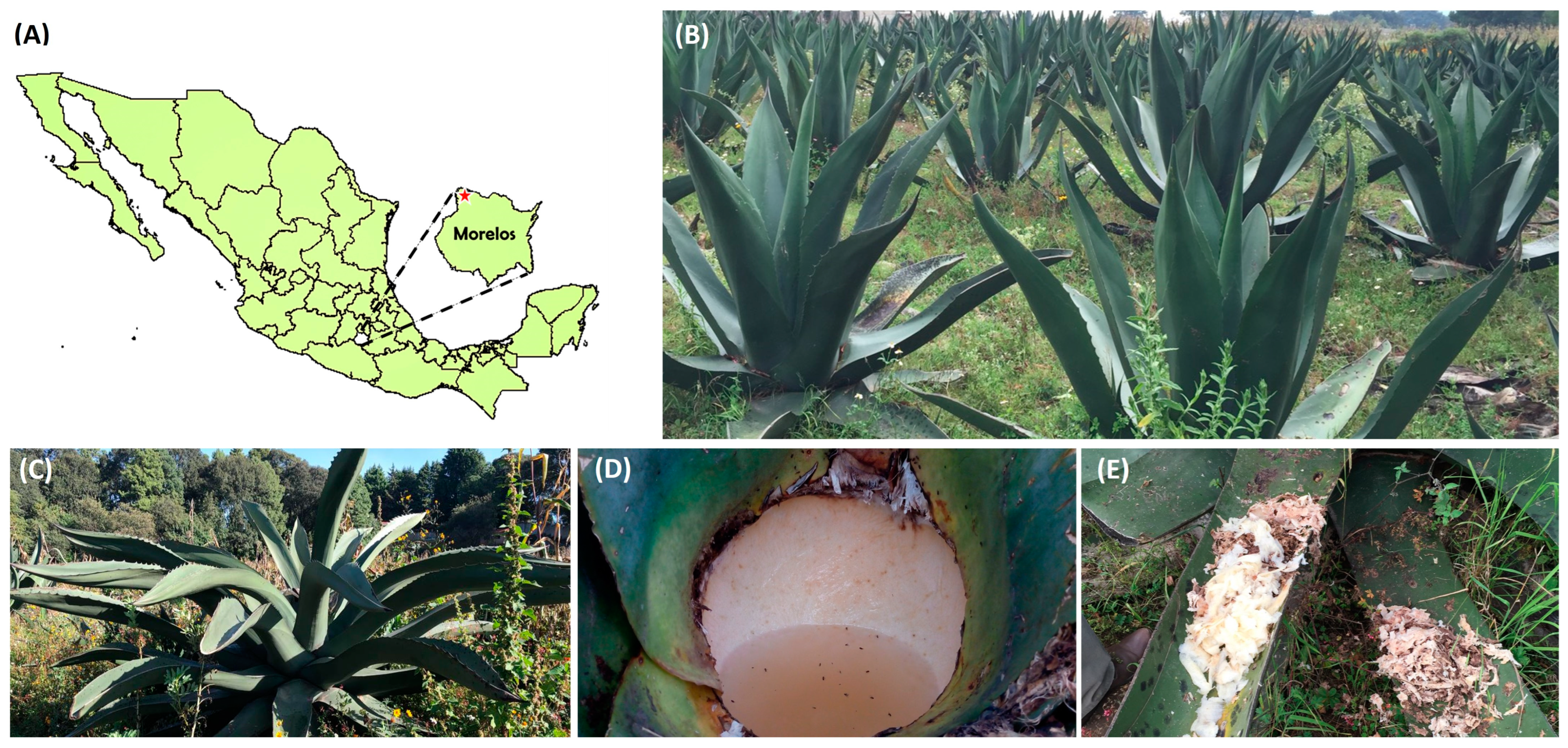 Fermentation 09 00342 g001