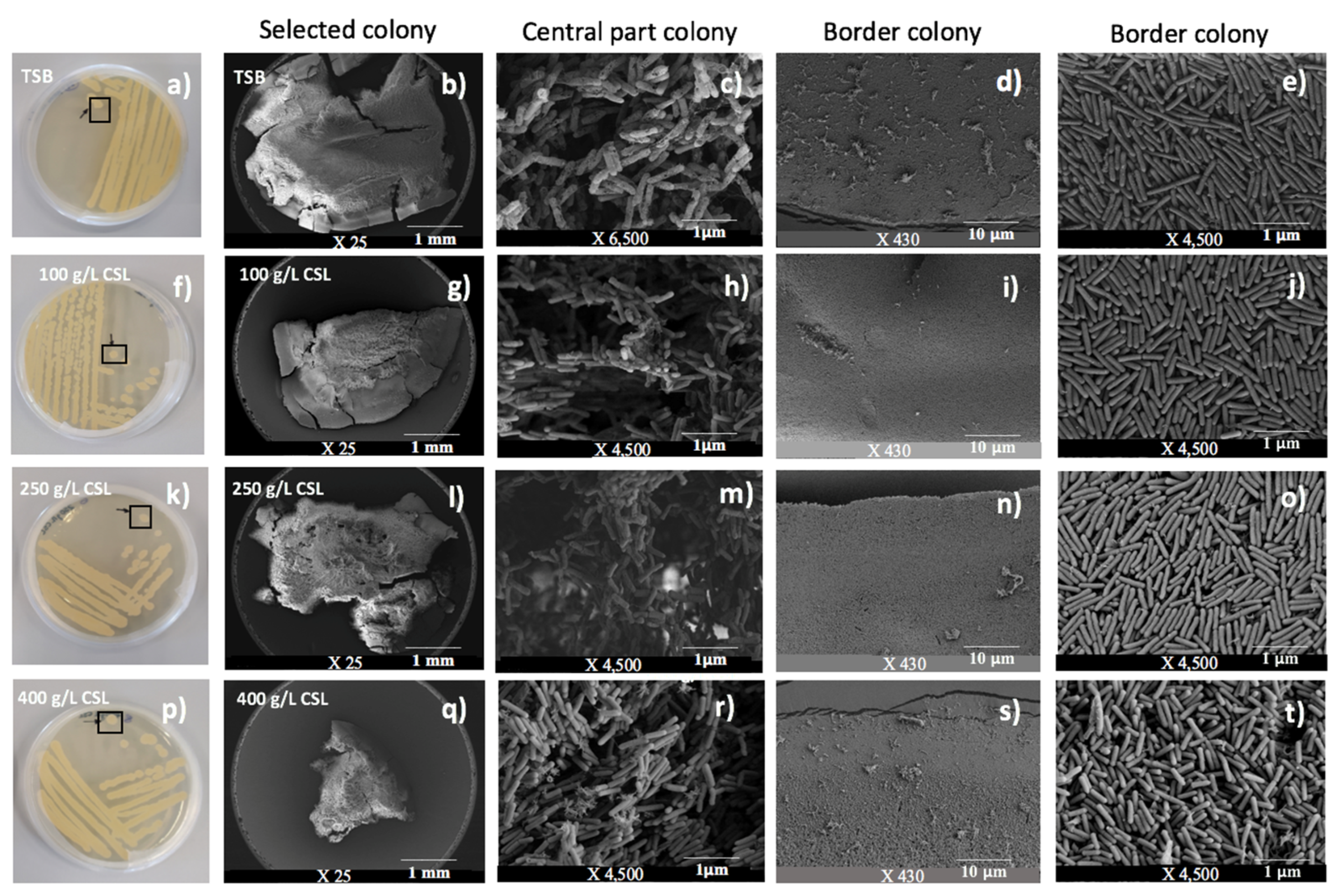 Fermentation 09 00351 g008