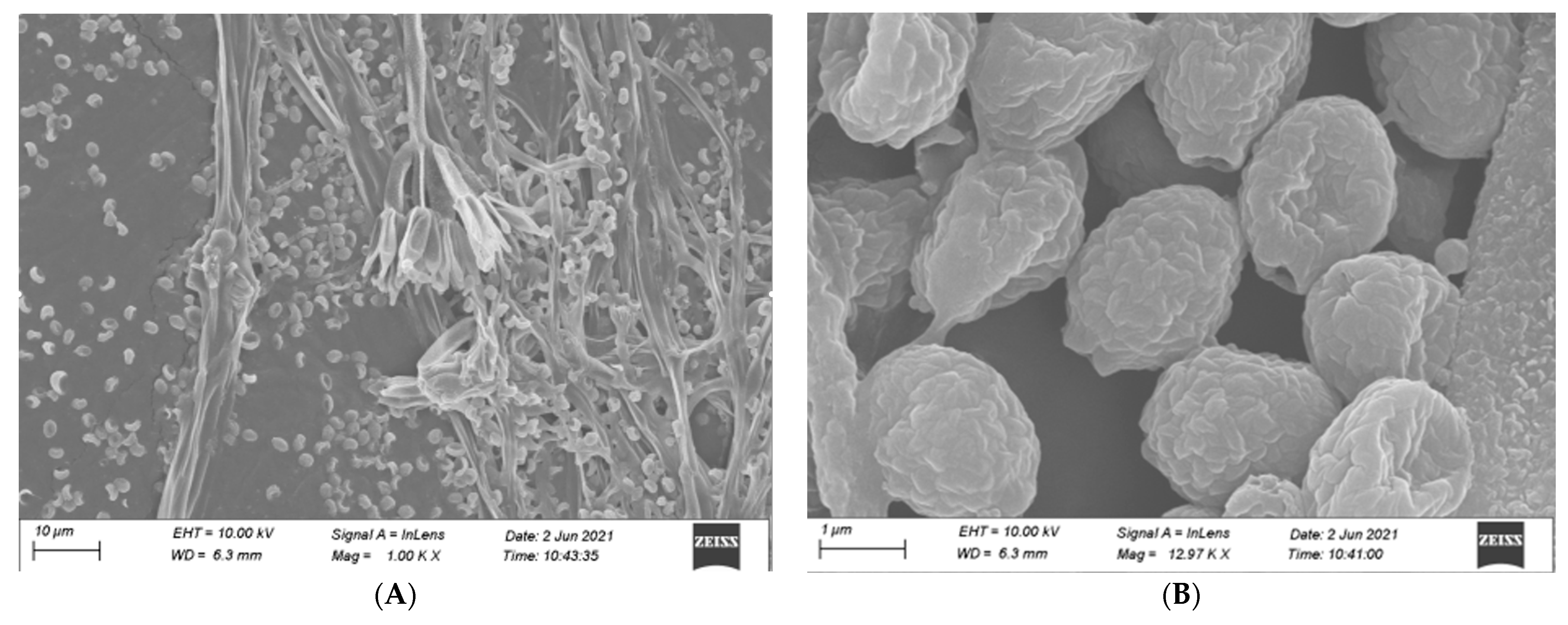 Fermentation 09 00361 g002a Fermentation 09 00361 g002a