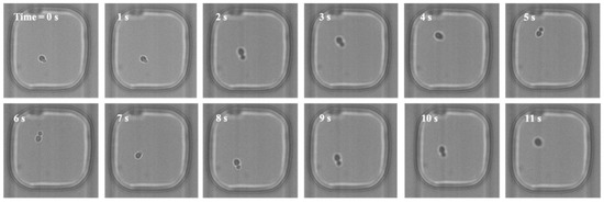 THE FINALS -diana2024-/フォトブック Single-Cell Optical Nanomotion of Candida albicans in