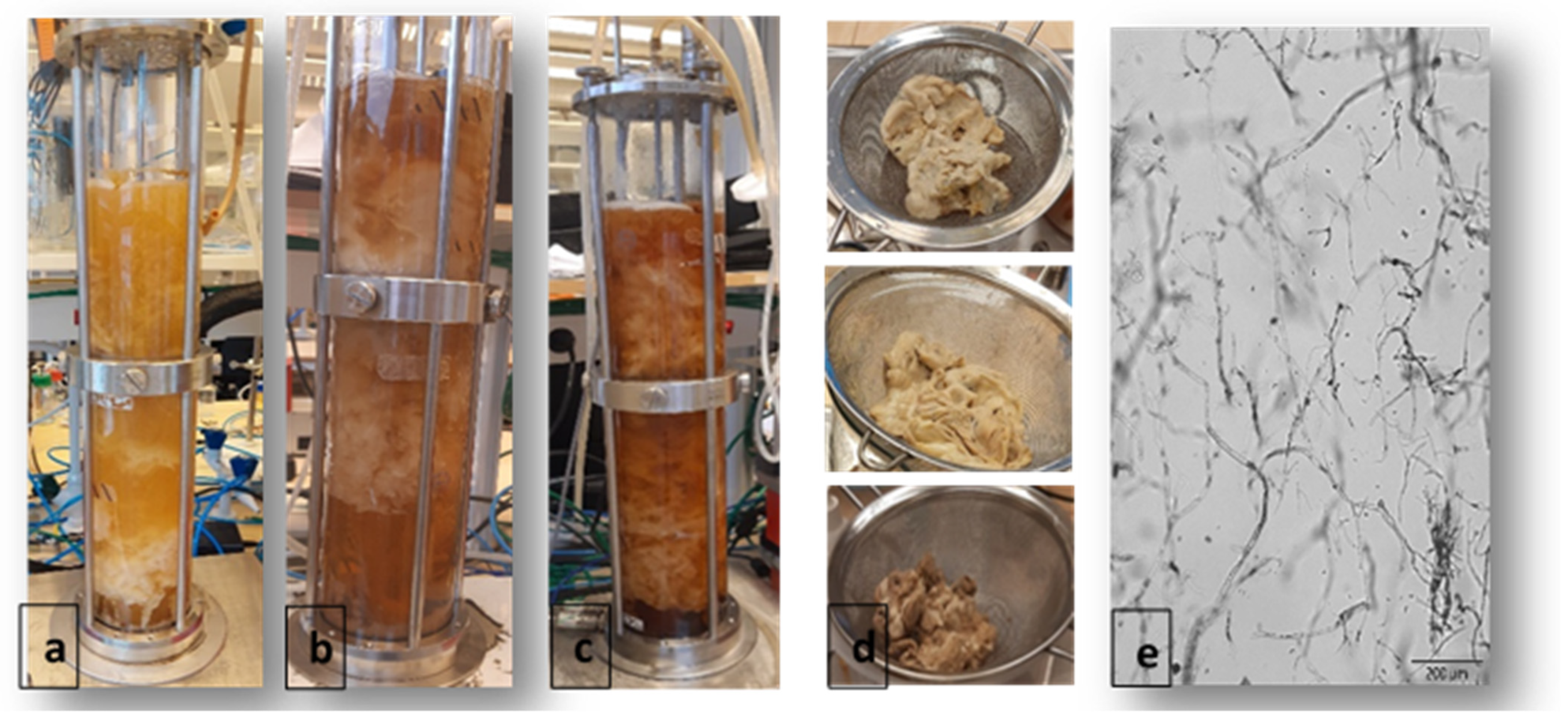 Fermentation 09 00374 g003 Fermentation 09 00374 g003