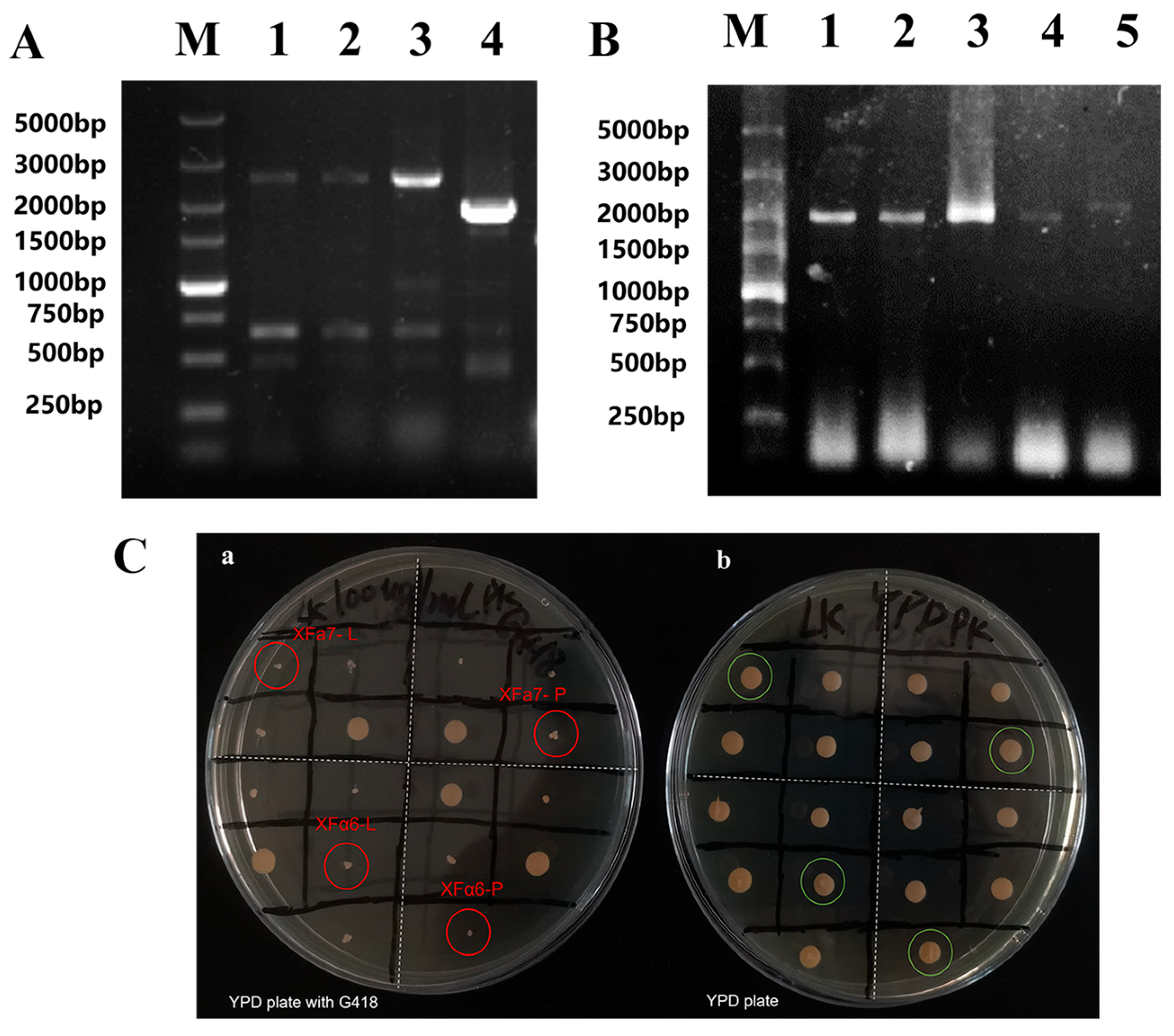 Fermentation 09 00379 g001