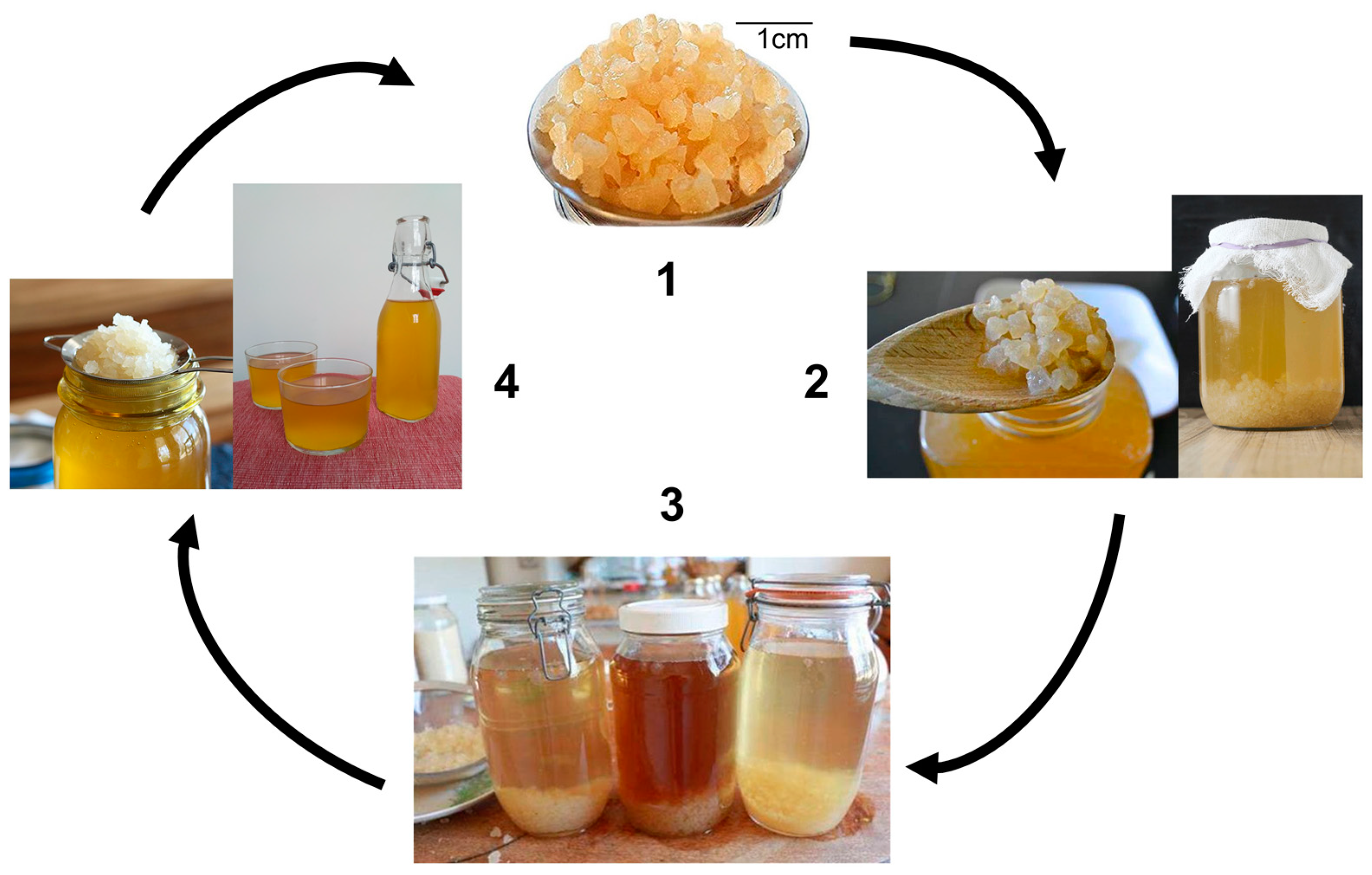 Fermentation 09 00384 g001