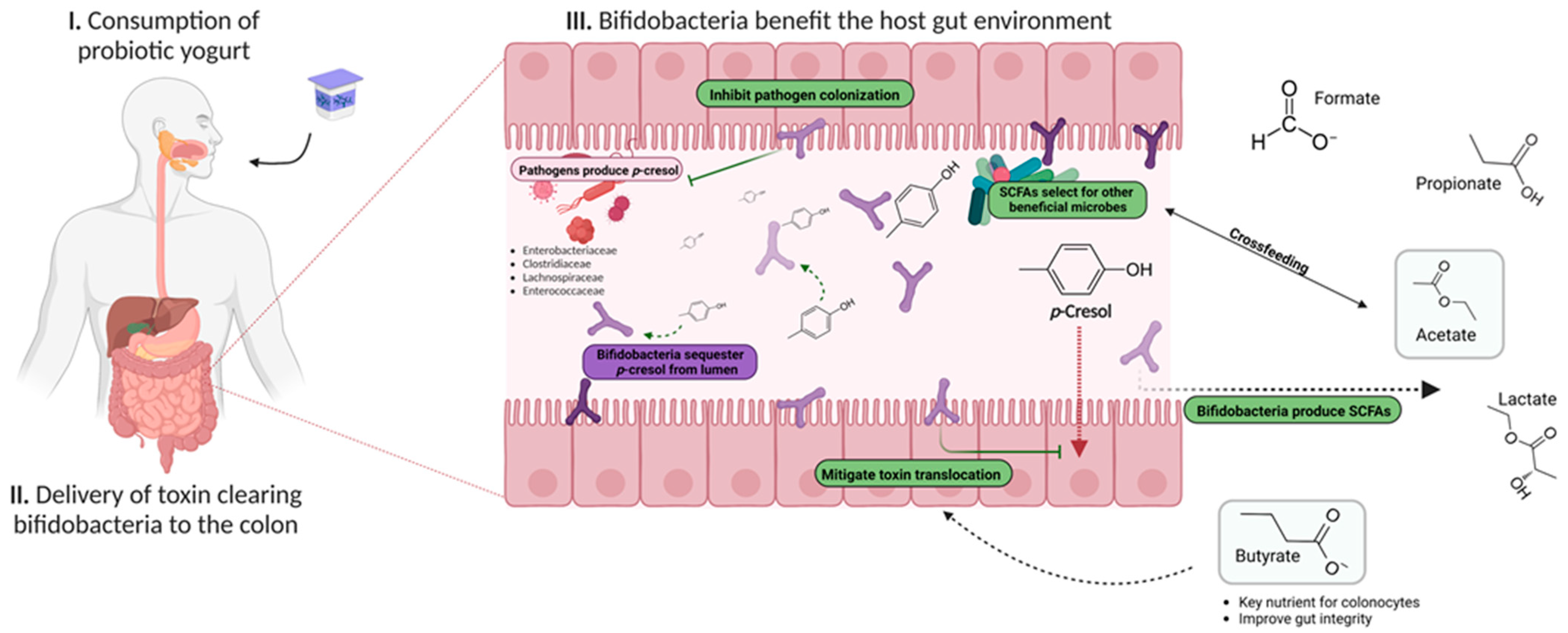 Fermentation Free FullText Supplementing Yogurt with Probiotic