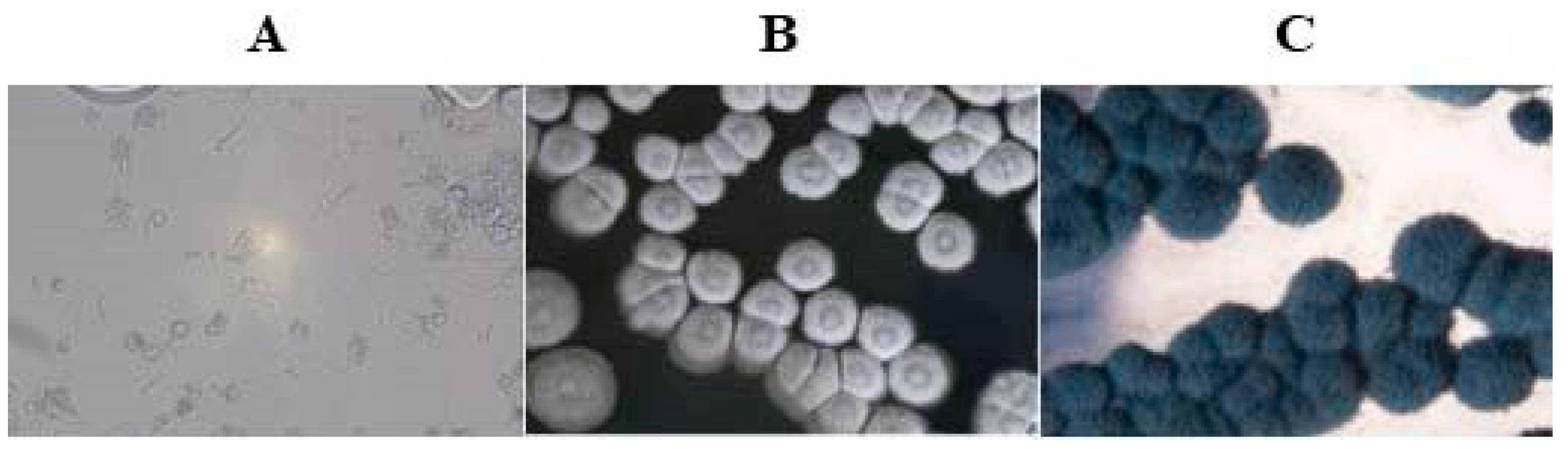 Fermentation 09 00410 g002 Fermentation 09 00410 g002