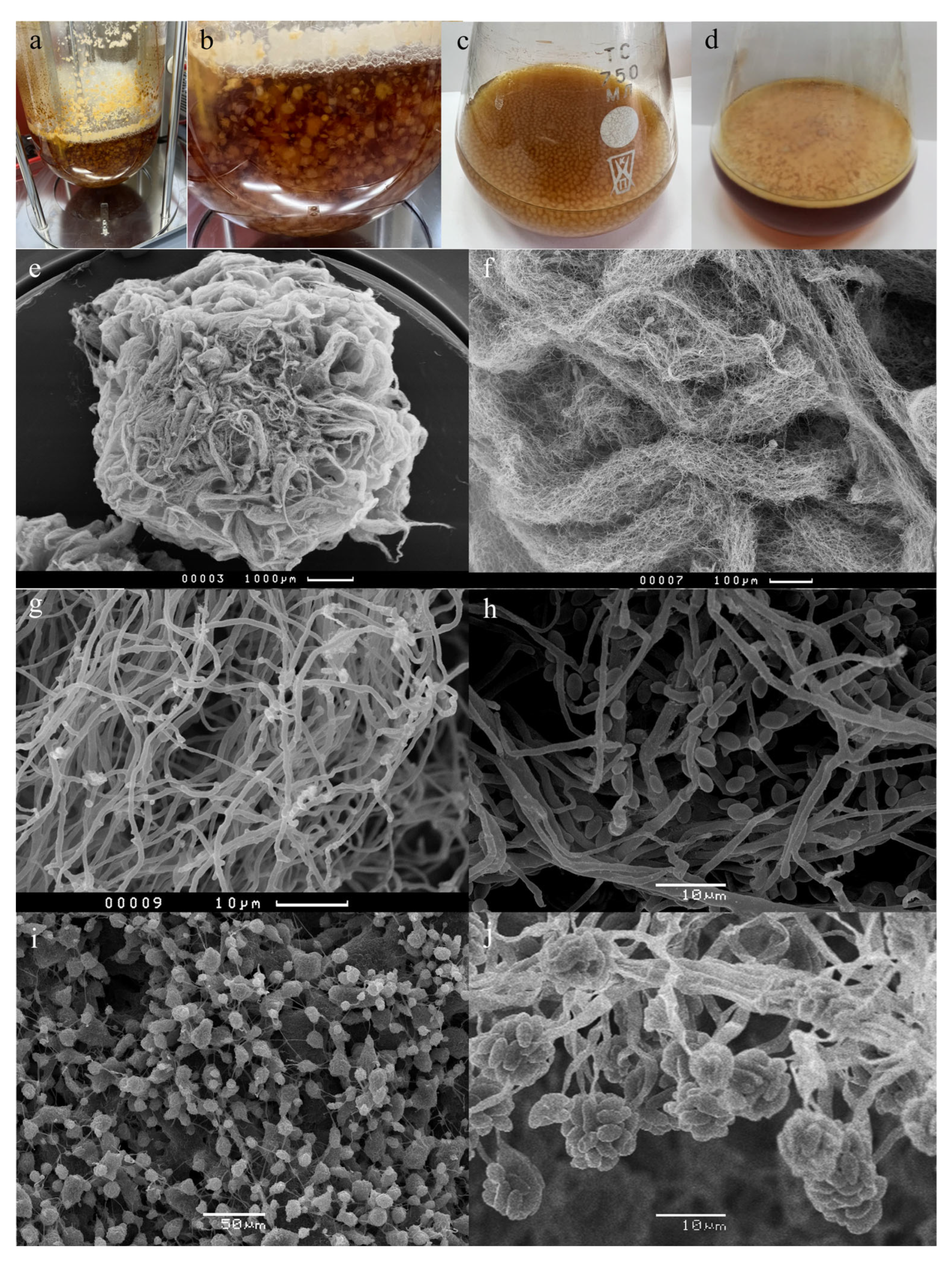 Fermentation 09 00422 g001 Fermentation 09 00422 g001