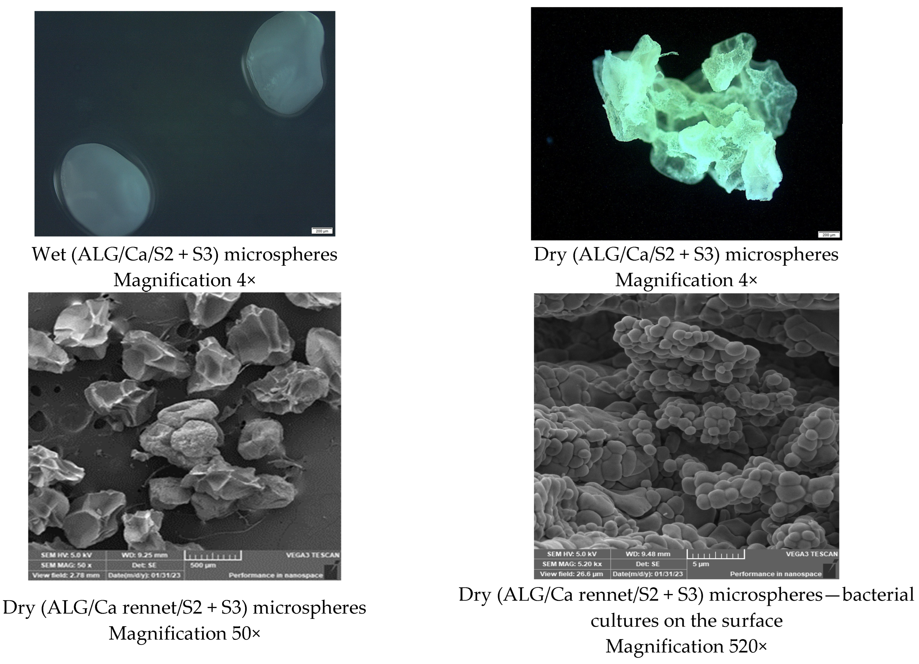 Fermentation 09 00441 g003b Fermentation 09 00441 g003b