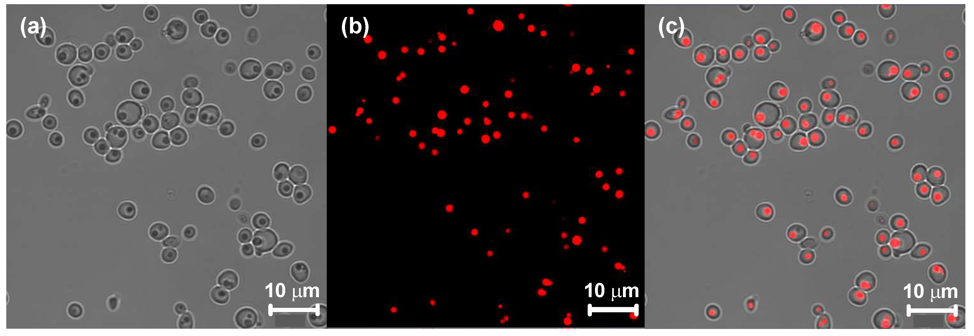 Fermentation 09 00443 g002
