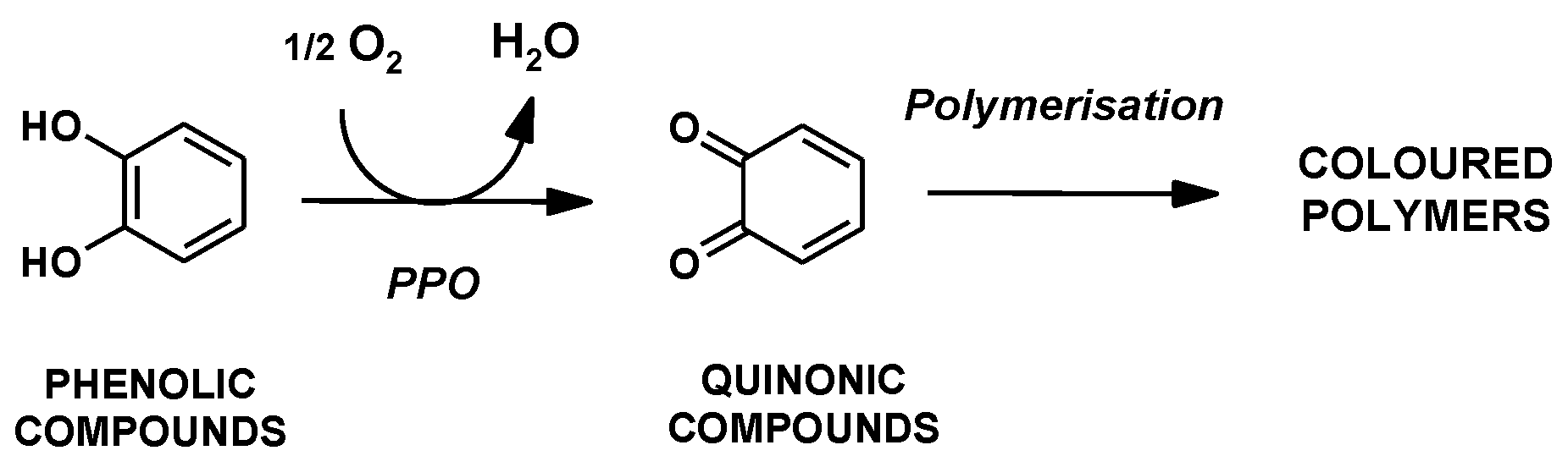 Fermentation 09 00464 g003