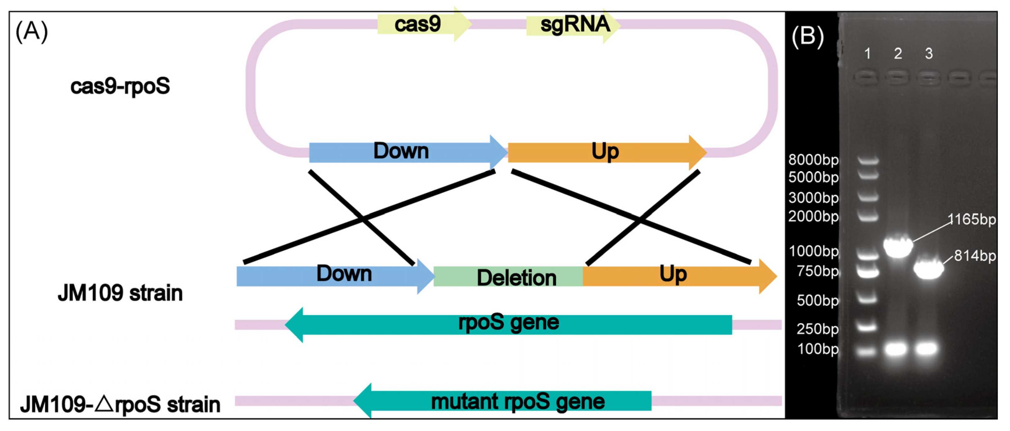 Fermentation 09 00468 g002 Fermentation 09 00468 g002