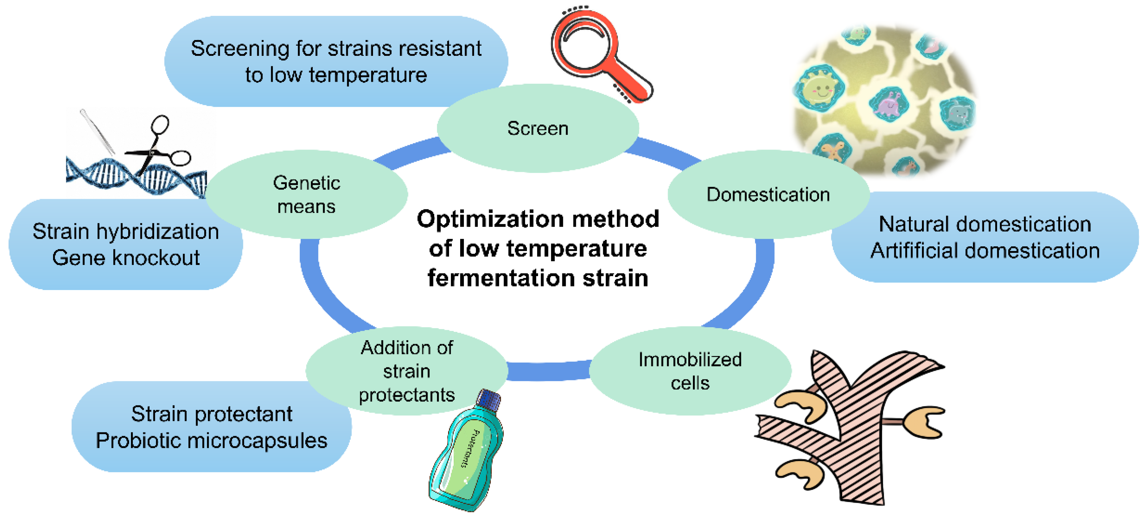 Fermentation Free FullText New Insights on LowTemperature