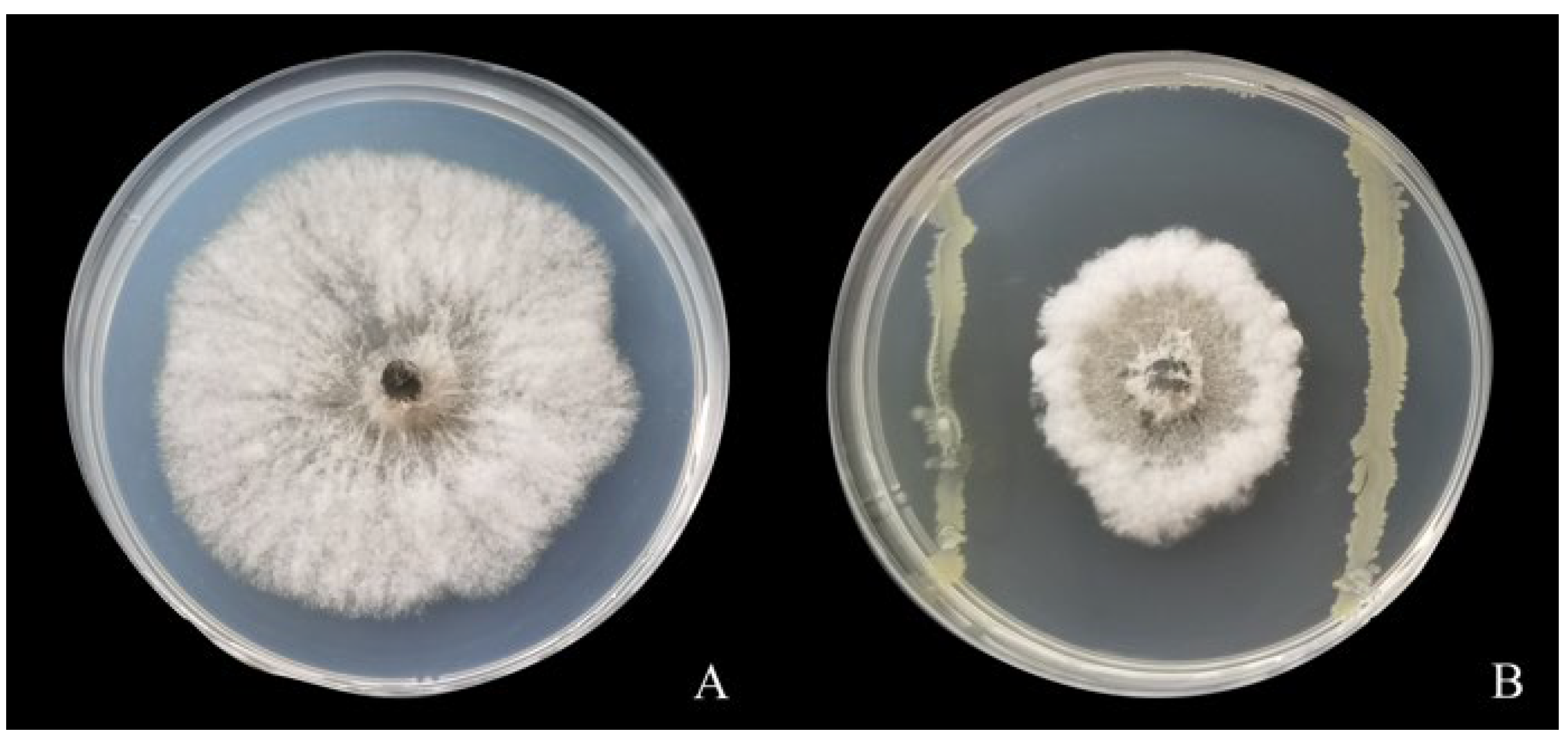 Fermentation 09 00482 g001 Fermentation 09 00482 g001