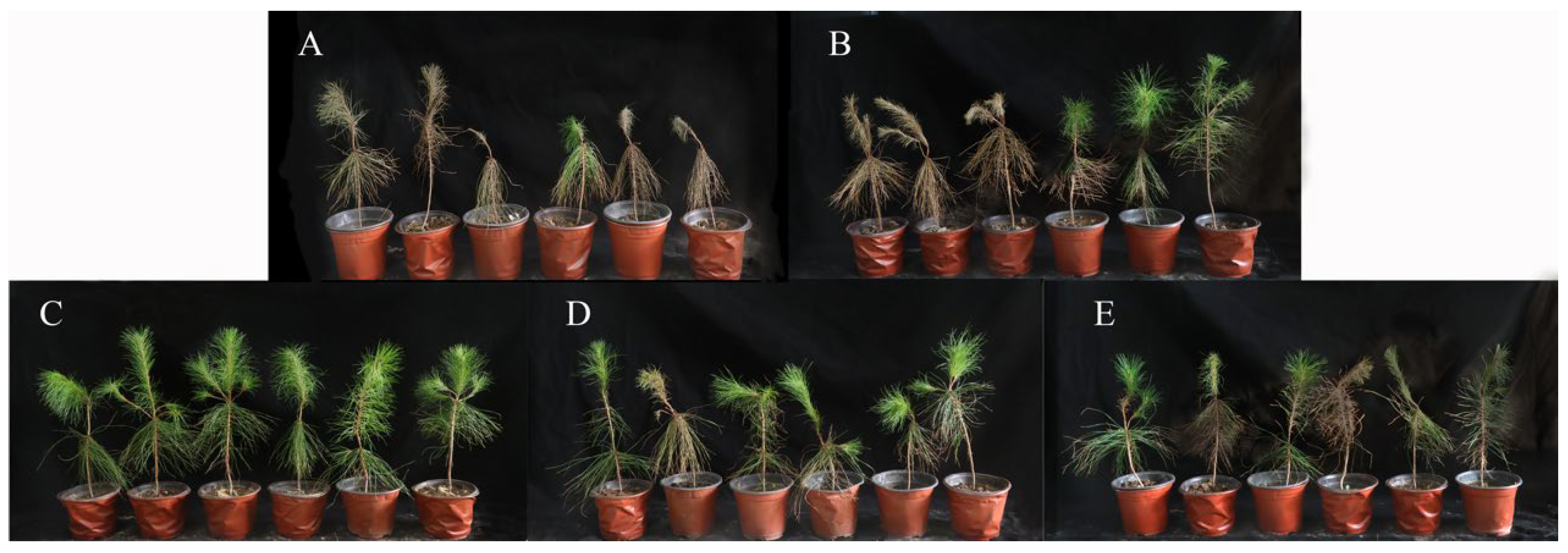 Fermentation 09 00482 g003 Fermentation 09 00482 g003